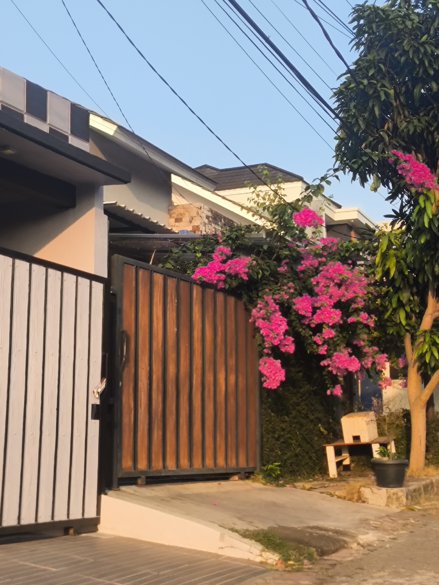 The image depicts a street scene in Cilegon, Indonesia, featuring a residential property with a prominent wooden gate and a white fence. A vibrant bougainvillea plant with bright pink flowers cascades over the fence and gate, adding a touch of color to the scene. The sky is clear and blue, suggesting a sunny day. A tree with lush green leaves stands to the right of the gate, and a small decorative structure, possibly a birdhouse, rests on a bench in the background. The overall impression is of a well-maintained and aesthetically pleasing residential area.