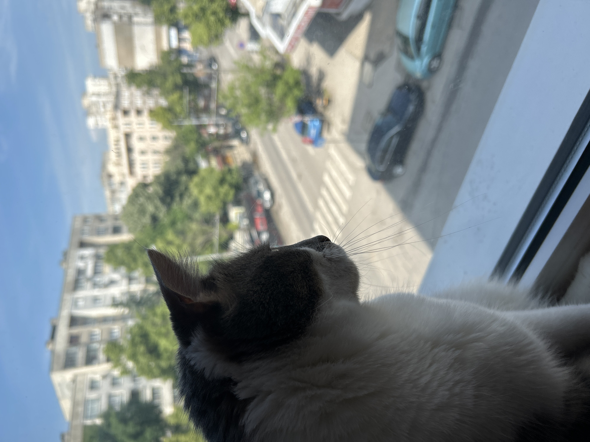 The image, captured in a portrait orientation, shows a domestic cat intently looking upwards and to the left, out of a window. The cat, with distinct white and grey fur, is positioned in the lower right portion of the frame, resting on a window sill. Its head is seen in profile, with long whiskers prominent against the light. A white window frame partially borders the right edge of the image.
Beyond the window, an elevated view of an urban landscape unfolds to the left of the cat. The upper left area features a clear, bright blue sky, indicating sunny weather during daylight hours. Below the sky, numerous light-colored, multi-story buildings, characteristic of Sofia, Bulgaria, are visible, though somewhat blurred. Green trees are interspersed among the buildings and line a street below. The street itself, with a distinct pedestrian crossing marked by white stripes, is populated by several vehicles, including a light blue car and a darker blue/black car. The scene suggests a calm, curious moment for the cat as it observes the bustling city life. No text is visible in the image.