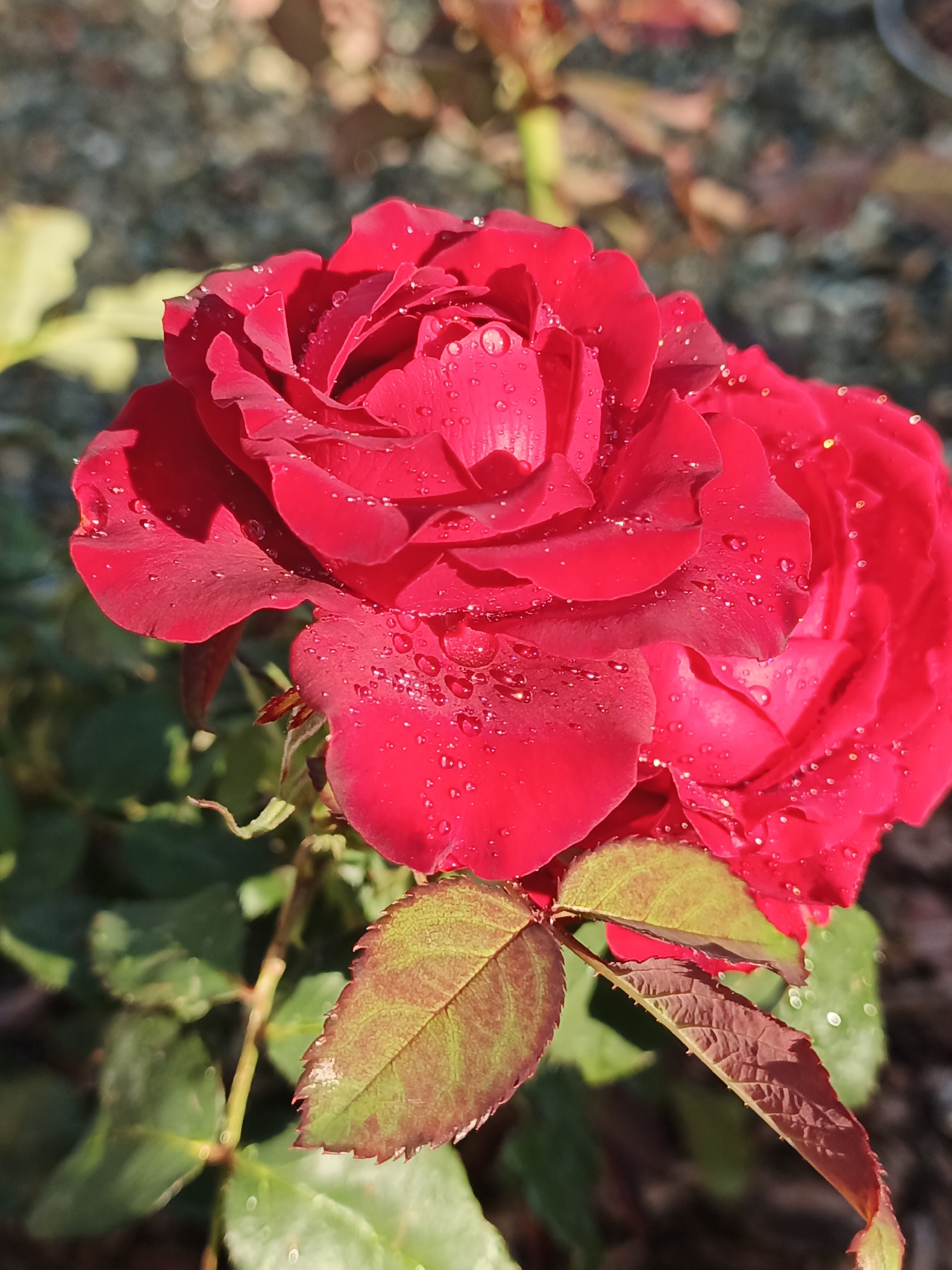 The image shows a close-up of two vibrant red roses, with water droplets glistening on their petals. One rose is more in focus, revealing the intricate layers of its petals and the individual water beads. The other rose is slightly blurred, positioned behind and to the right of the first. Green leaves with hints of red are visible below the roses, some showing signs of browning or drying at the edges. The background is a mix of blurred green foliage and a bokeh effect of lighter shapes, suggesting an outdoor setting in dappled sunlight. The scene depicts a natural, garden environment, likely in Repnoe, Russia, emphasizing the delicate beauty of the flowers after a watering.
