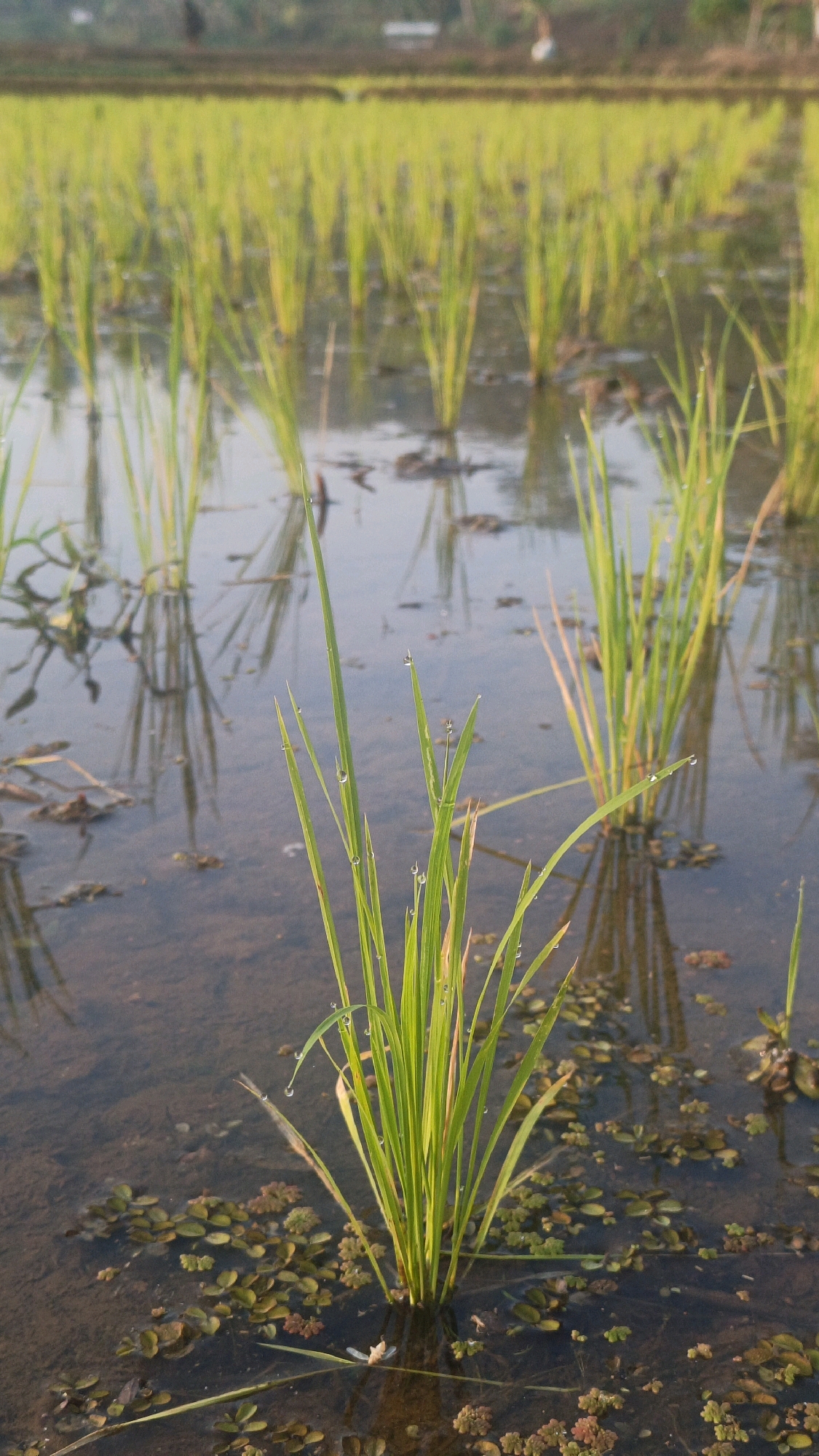 This is a vertical, eye-level shot of a flooded rice paddy in Sumedang, Indonesia. The foreground is dominated by a cluster of young rice plants, their slender green leaves dotted with glistening water droplets. The plants are submerged in murky brown water, which reflects the pale sky and the distant rows of rice plants. The water is partially covered with small, round, green aquatic plants. In the background, the rice paddy stretches out, with rows of taller rice plants creating a blurred green and yellow landscape under a hazy sky. The scene appears serene and natural, likely captured in the early morning or late afternoon given the soft lighting. There are no people or animals visible in the image.