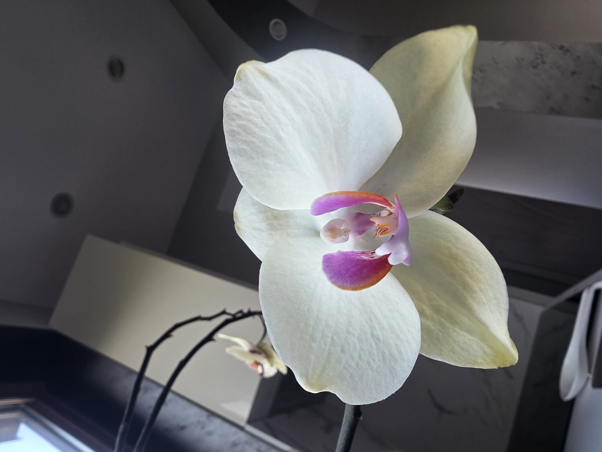 A white Phalaenopsis orchid bloom, featuring a prominent pink and orange labellum, is centrally positioned and in sharp focus, supported by a slender, dark stem. A second, smaller, out-of-focus white orchid bloom is visible further back and to the left. The indoor scene is illuminated by natural light from a window on the left, revealing a bright exterior beyond. The upper background displays a light-colored ceiling with two recessed circular light fixtures. A rectangular, light-toned surface or object is situated in the mid-ground to the right. In the lower left, a white spoon-like object rests on a dark surface. The image depicts an interior in Yagodovo, Bulgaria.