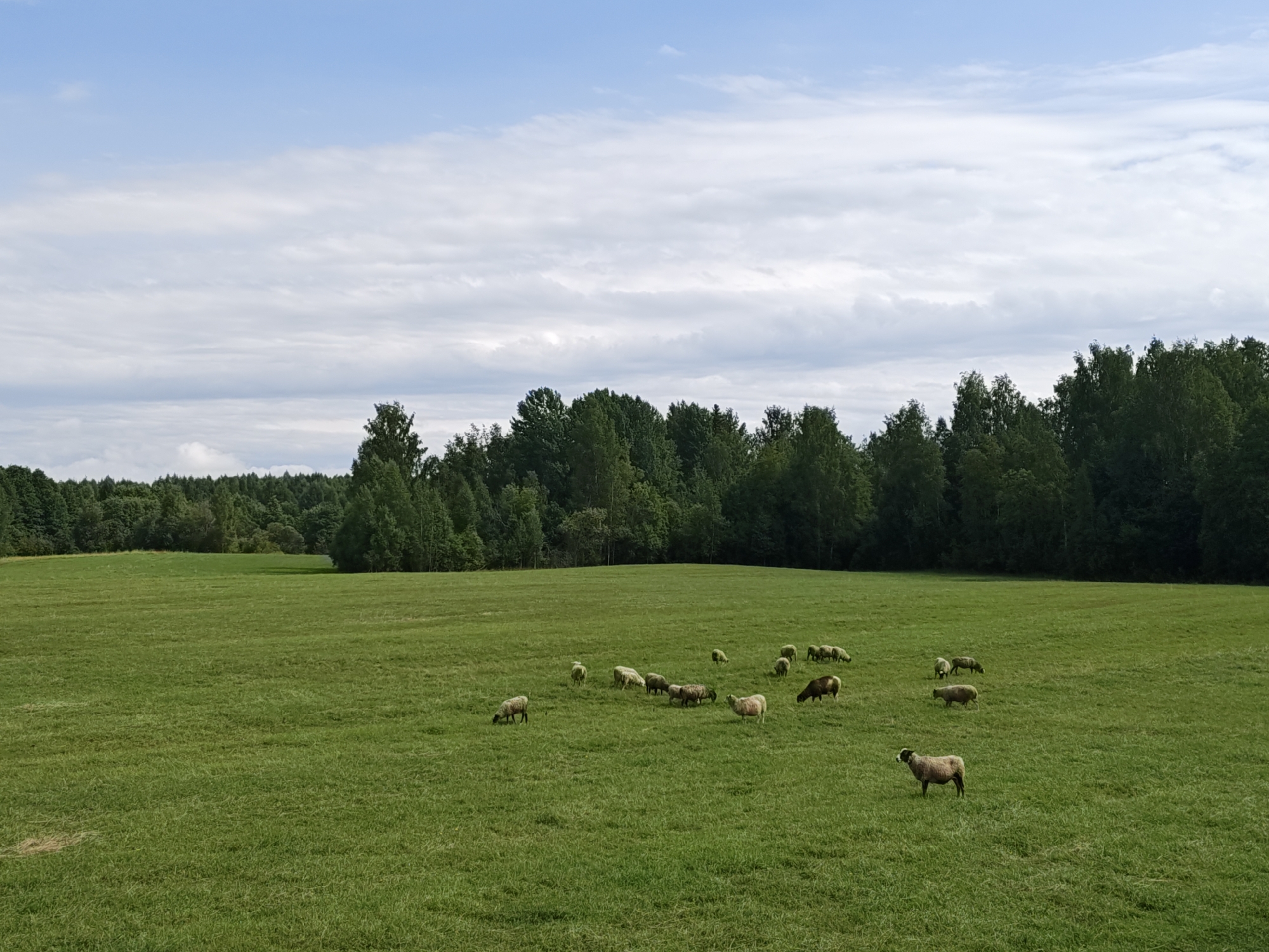 In a wide, grassy field under a cloudy sky, a flock of sheep grazes. The field is mostly green with some patches of dry grass. A dense line of trees forms the background of the scene, with a few scattered trees in the middle ground. One sheep stands out from the rest, facing the viewer. The location is identified as Dorishchi, Russia.