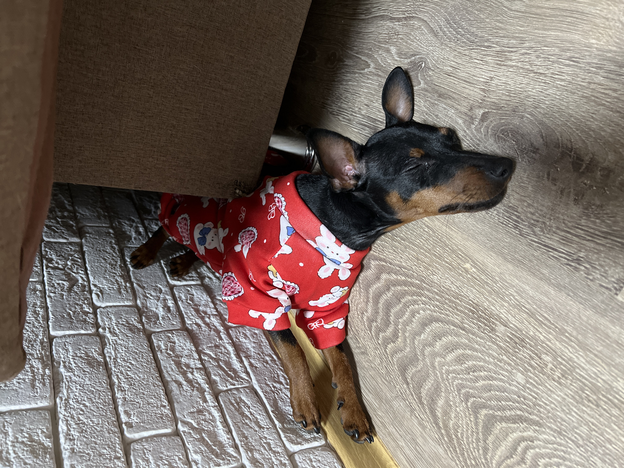 A small, black and tan dog lies on its back and side on a light-colored wooden floor, positioned between a white textured brick wall and a piece of brown upholstered furniture. The dog is wearing a red full-body garment patterned with white rabbits and hearts. Its eyes are closed, indicating it is asleep. Its head is turned towards the lower left, while its body extends partially beneath the furniture, which has a visible silver-colored leg. The furniture appears to be an armchair or sofa, upholstered in a coarse brown fabric. The environment is an indoor domestic setting. The precise location within Saint Petersburg, Russia, cannot be determined from the visual evidence provided.