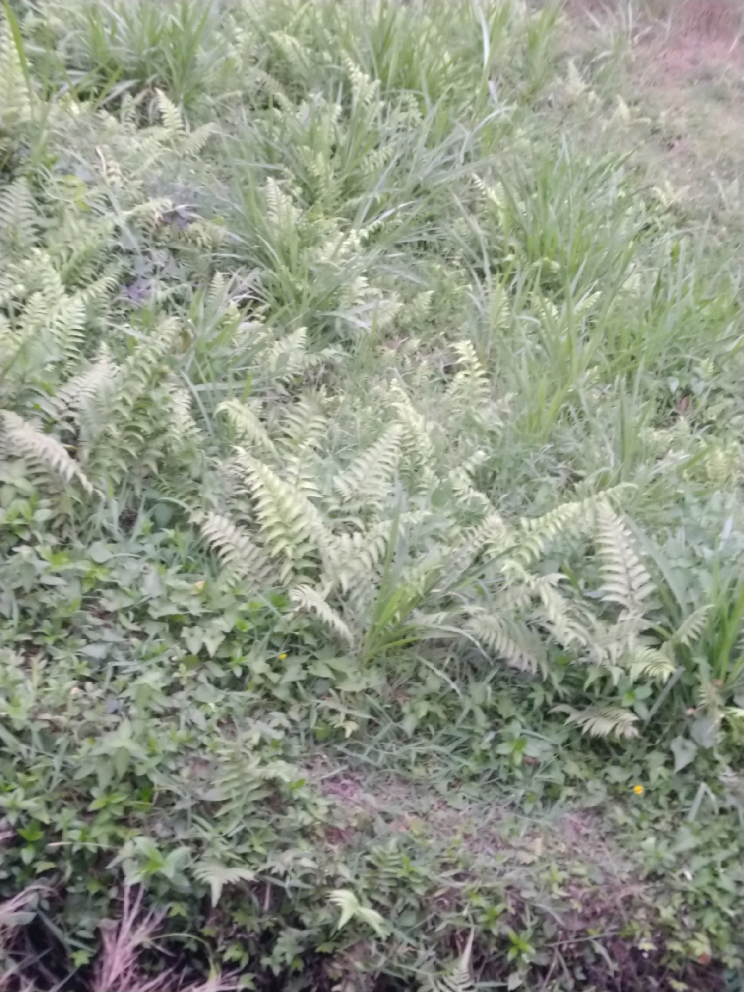 The image shows a close-up, slightly blurred view of lush green foliage, primarily ferns and grasses, growing on a slightly inclined surface. The vegetation is dense, with varying shades of green and some lighter, almost white, fronds of ferns. In the lower right quadrant of the image, a small yellow flower is visible amidst the greenery. The ground appears to be covered in soil and dry leaves, particularly in the lower portion of the image, suggesting an outdoor, natural environment. There are no people or animals visible in the scene. The overall impression is one of a wild, untamed patch of nature.
