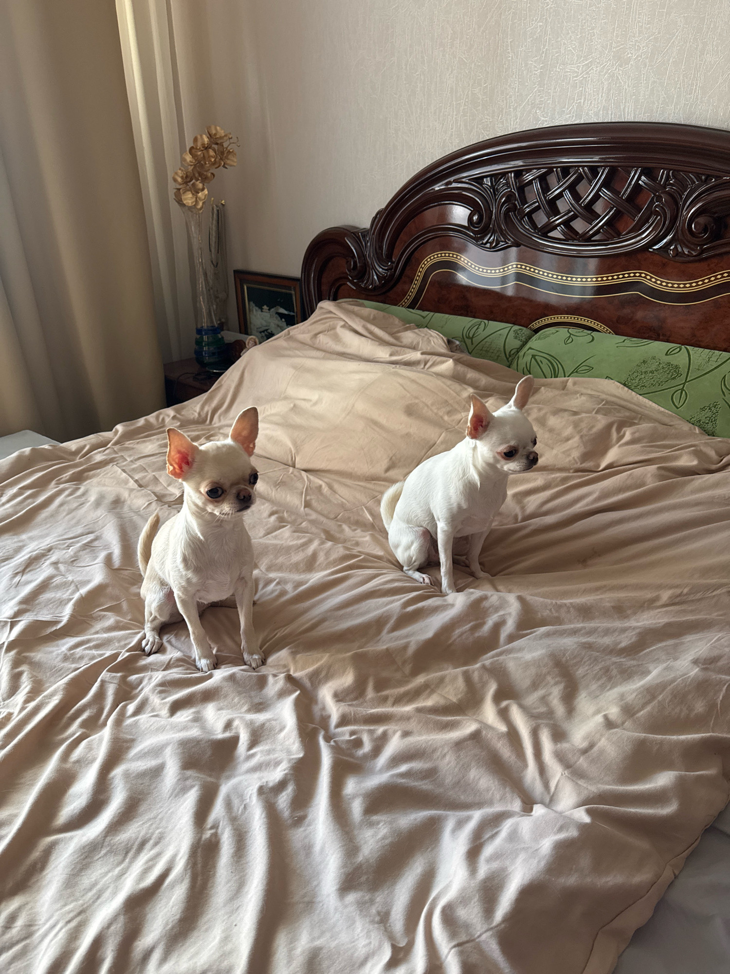 Two white chihuahuas sit on a bed with tan sheets. The bed has a dark brown wooden headboard with ornate carvings and gold trim. To the left of the bed, a sheer beige curtain is visible, and beyond that, a nightstand holds a tall glass vase with gold artificial flowers and a framed picture. Green decorative pillows with a leaf pattern are placed on the bed near the headboard. The lighting suggests it is daytime, with sunlight casting shadows. The scene appears to be a bedroom. There is no indication of the city of Novosibirsk, Russia.