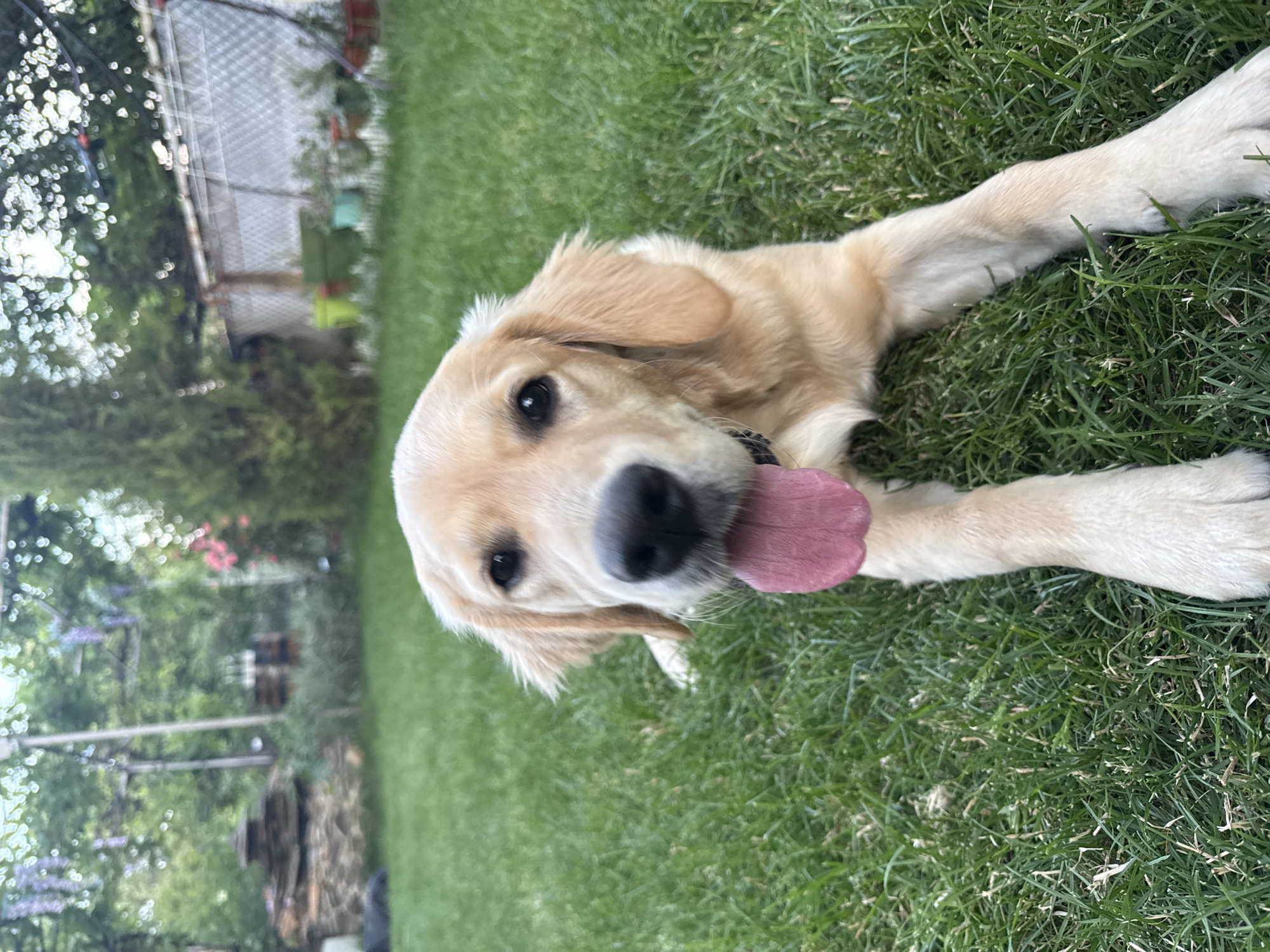 In Buhovo, Bulgaria, a golden retriever puppy lies on a well-maintained lawn, its tongue lolling out playfully. The dog's fur is a light golden color, and its eyes are dark and expressive. The background of the image features a lush garden with various plants and trees, suggesting a residential setting. The overall impression is one of a peaceful and serene outdoor environment.