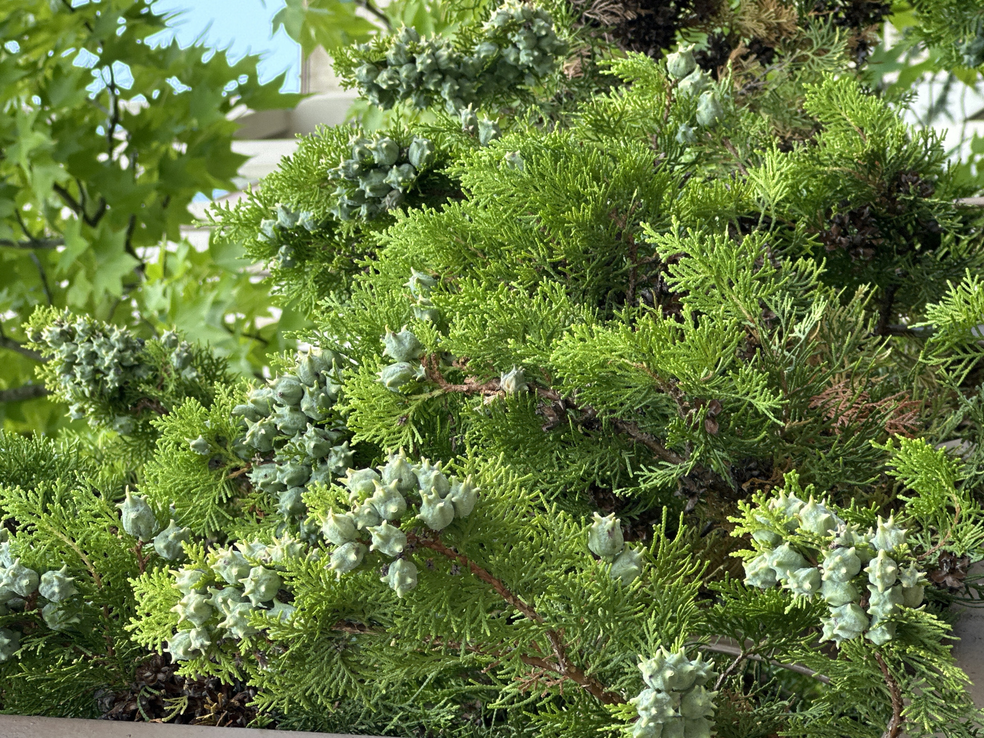 The image displays a close-up view of a vibrant green cypress tree, characterized by its feathery foliage and numerous small, conical seed cones. The cones are a light green color and have a prickly appearance due to their pointed scales. The tree's branches are dense and appear healthy. In the background, out of focus, are bright green leaves of another tree, suggesting an outdoor setting with ample sunlight. A hint of a white structure, possibly a building, is visible behind the foliage, as is a sliver of pale blue sky. The overall impression is one of lush, natural growth. While the image is evocative of a beautiful natural setting, there are no specific indicators within the image itself that pinpoint the location to Sochi, Russia.