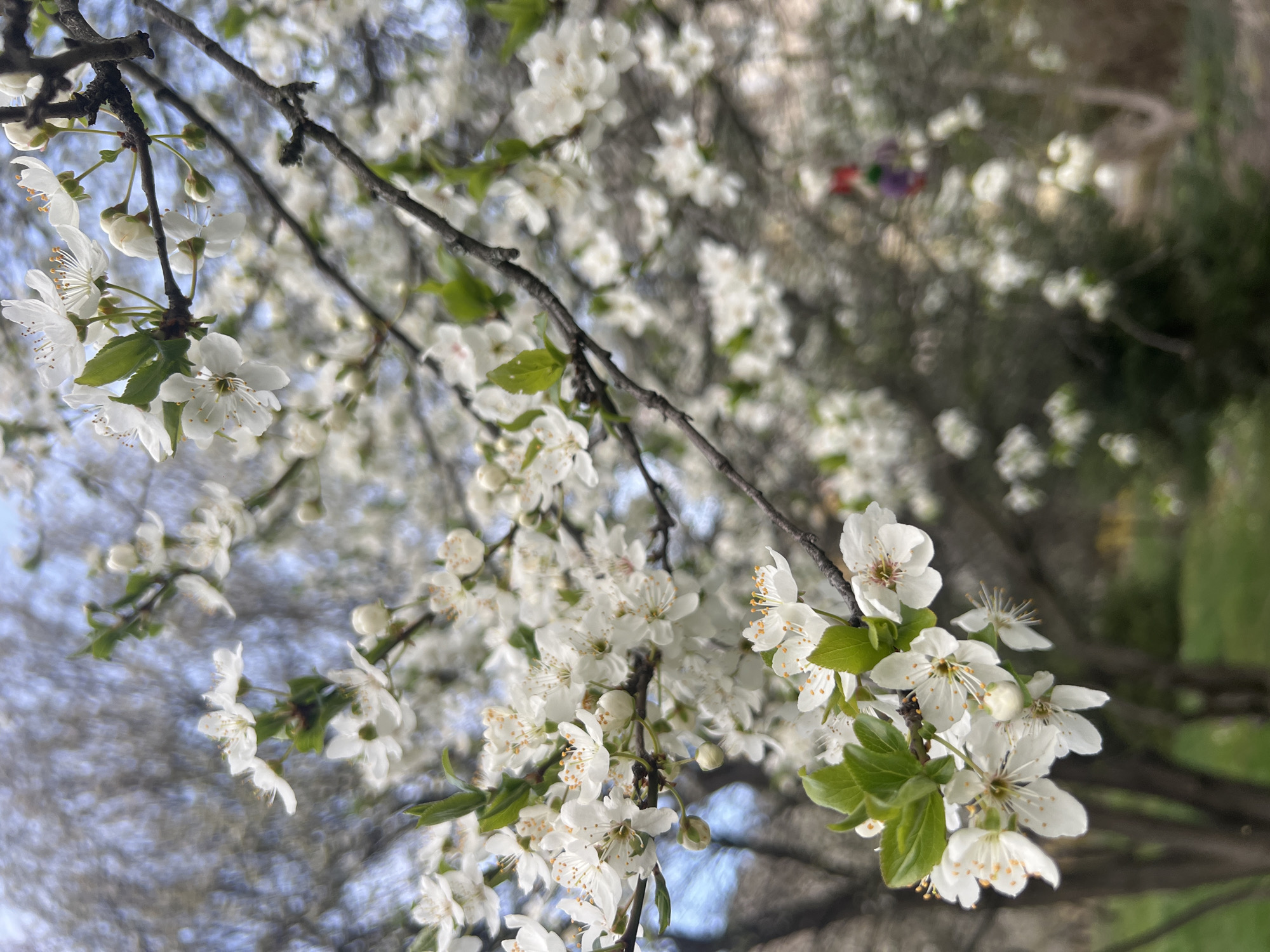 A close-up, slightly upward-angled shot shows a blooming tree branch in an outdoor setting. The tree is covered with small, white blossoms. The branches are dark and bare except for the flowers and small green leaves. In the background, out-of-focus white blossoms fill the view with some green foliage and hints of blue sky. The photograph was taken in the city of Sofia, Bulgaria.