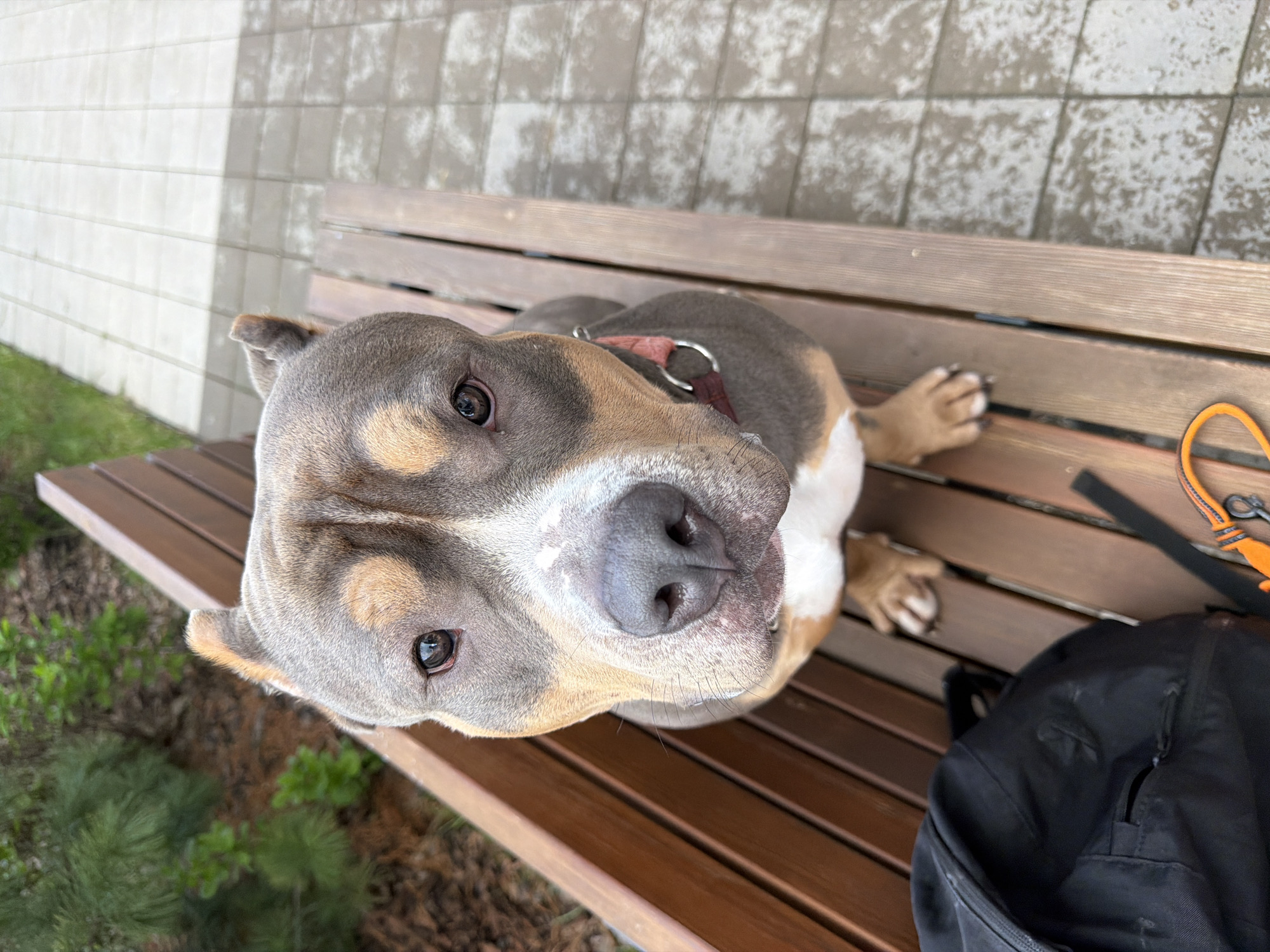 A close-up, high-angle shot depicts a gray and tan American Bully dog sitting on a brown wooden bench. The dog is wearing a red collar and has white fur on its chest. A black backpack and orange leash are visible on the bench next to the dog. The background shows a gray brick walkway and some green foliage. The location is not identifiable as Krasnoyarsk, Russia from the visual information provided.