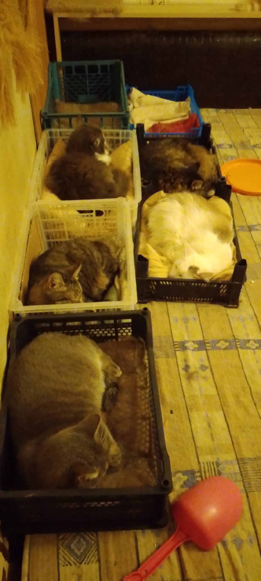 A total of six cats are visible, resting in various plastic crates stacked and arranged in a room. The crates are different colors, including blue, white, and black. The cats themselves are of various breeds and colors, with some appearing to be sleeping and others resting. The floor is covered with a yellow patterned cloth. In the foreground, a pink plastic scoop is visible. The scene is lit by artificial light, casting shadows. The image appears to be taken indoors, possibly in a residential setting. There are no humans visible in the image, and no information about the city of Belgorod, Russia is present in the image.
