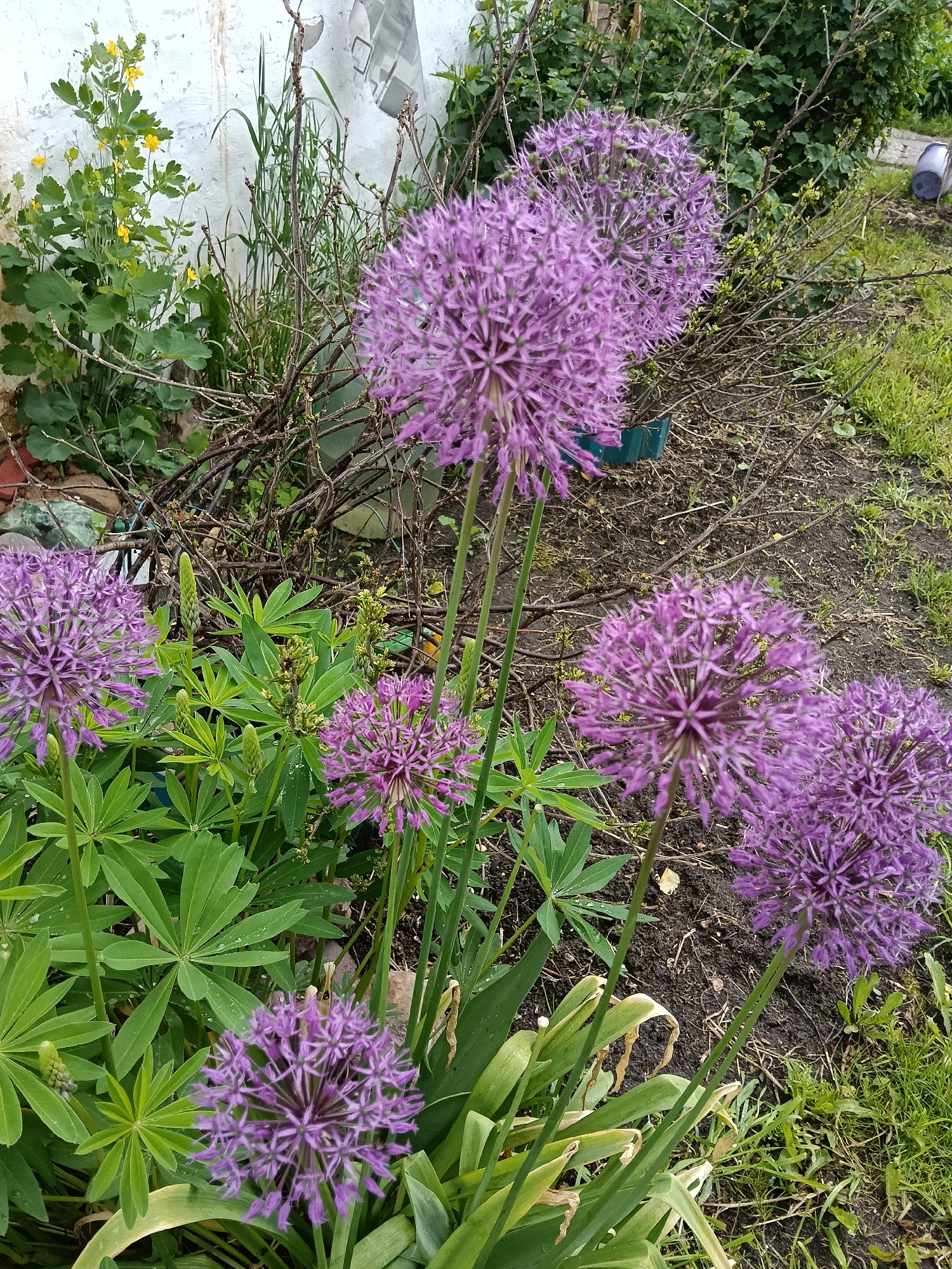 The image shows a garden in Красный Маяк, Russia, filled with purple Allium flowers in various stages of bloom. The flowers are the prominent subjects, with their round, spiky heads and tall green stems. Lupine plants are interspersed among the Alliums, their distinctive leaves providing a contrasting texture. In the background, a white wall is visible, partially obscured by other plants and vegetation. A bare shrub stands behind the main group of Alliums. The ground is a mix of bare soil and patches of grass. A blue container is visible near the shrub. Yellow flowers can be seen near the wall.