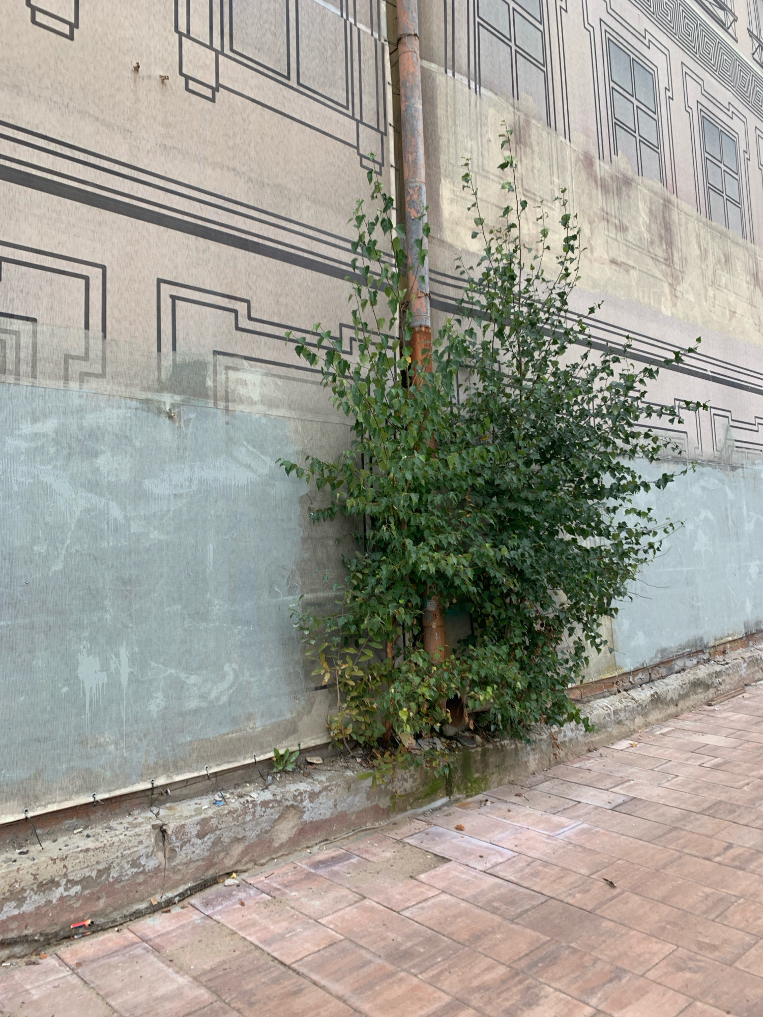 The image shows a wall with a painted facade and a downspout. A small tree is growing in front of the wall, partially obscuring the downspout. The wall has a decorative pattern of lines and shapes, simulating architectural elements. The lower part of the wall appears to be covered in a textured material. A paved walkway is visible in the foreground. The scene is outdoors, with no people present. The context of Arkhangelsk, Russia, is provided, suggesting the location.