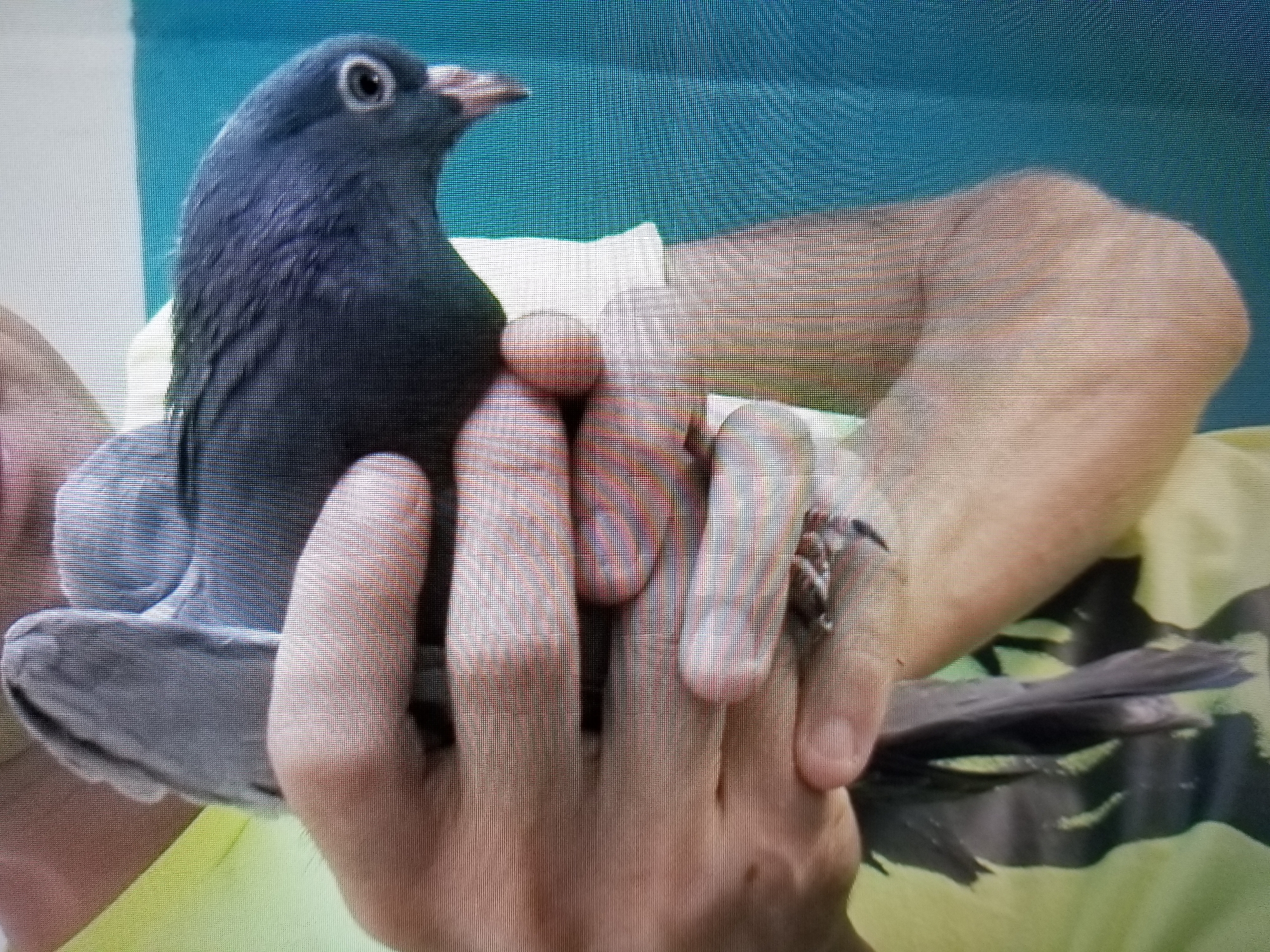 A close-up, slightly blurry, horizontal image shows a person's hands holding a dark gray pigeon. The pigeon is positioned in the center of the frame, facing to the right. Its head is tilted down, and its eye is visible. The person's hands are supporting the bird's body and wings. The background is a solid, muted teal color. The image is heavily pixelated.
