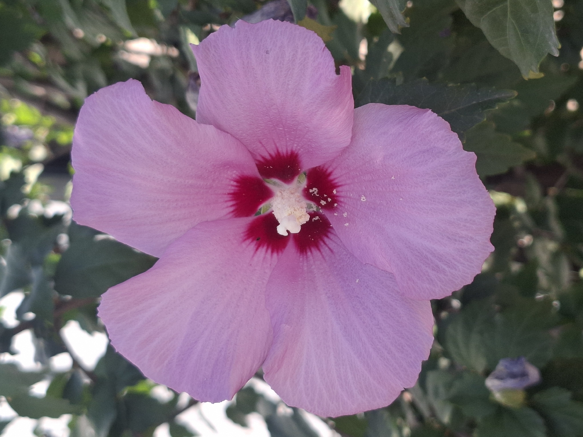 A close-up, vertical shot shows a light pink hibiscus flower in full bloom. The flower is centered, with five petals radiating outwards. The center of the flower displays a deep red stamen with yellow pollen. The petals are delicate and have visible veins. The background is a blur of green foliage, suggesting the flower is outdoors and in a garden setting. A small, unopened purple bud is visible in the lower left corner. The image does not contain any elements that would allow for identification of its specific location within Almaty, Kazakhstan.