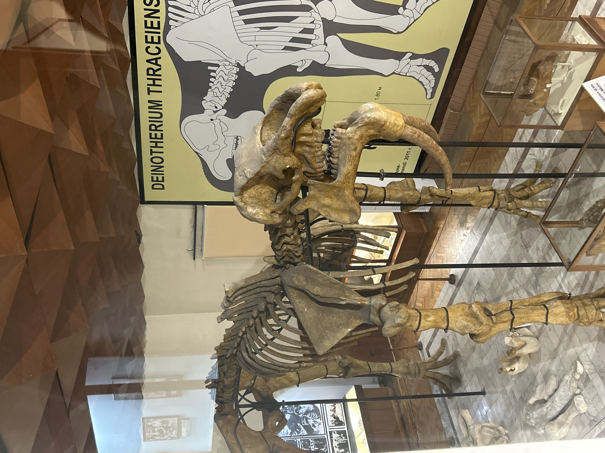 The image displays an indoor museum exhibit, likely in the city of Asenovgrad, Bulgaria, featuring the reconstructed skeleton of a Deinotherium thraceiensis. The large fossilized skeleton, rendered in light brown tones, stands upright, supported by black metal poles. Its head is positioned to the right, showcasing prominent downward-curving tusks originating from the lower jaw. Behind the skeleton, to the right, a large yellow information banner with black lettering reads "DEINOTHERIUM THRACEIENS," accompanied by a black-and-white anatomical illustration of the prehistoric mammal and a scale indicator of 1.80 meters. The floor is covered with patterned white and grey tiles. Scattered bone fragments are visible on the floor near the skeleton's base, and a small glass display case containing additional bone specimens rests on a wooden base to the lower right. Reflections from overhead lighting and other framed images, potentially historical photographs related to excavations, are visible on the protective glass surrounding the exhibit. The ceiling is composed of dark brown, geometrically patterned panels. No individuals are present in the scene.
