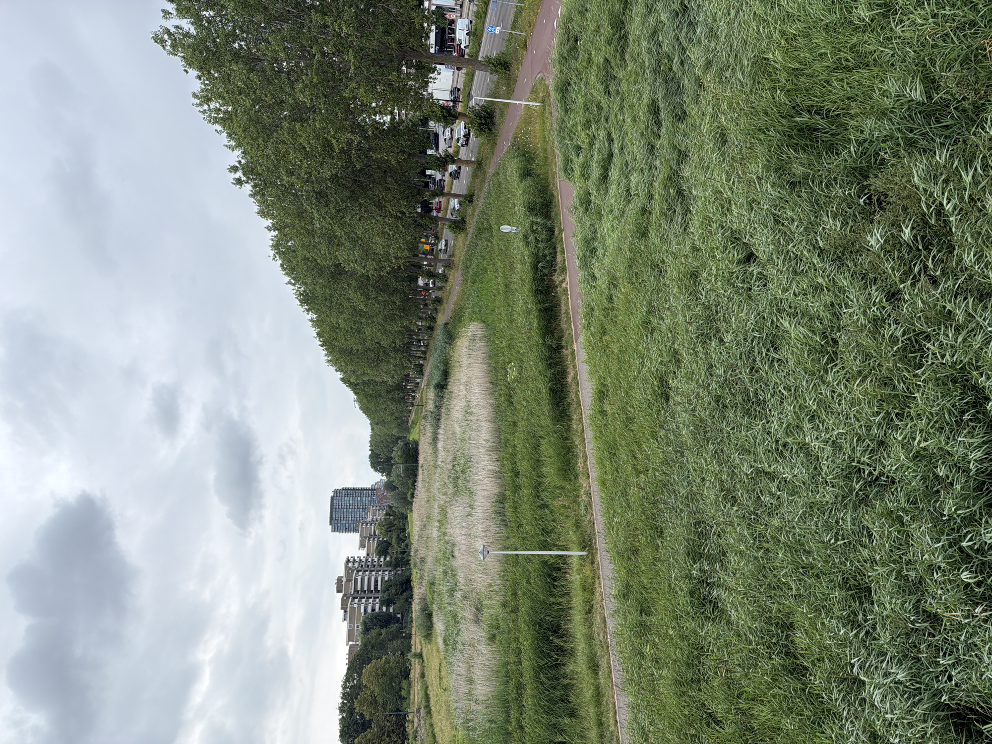 The image depicts an overcast day in the city of Rijswijk, Netherlands, likely in the vicinity of the Van Zandijklaan area, based on similar street views. In the foreground, tall, green grass sways in the wind. A paved path runs horizontally across the middle ground. Beyond the path, a field of tall, dry reeds is interspersed with green grass. In the background, a dense line of mature trees with lush green foliage borders a street where several cars are visible. Across the street, modern apartment buildings, including a taller, darker building, are situated. A few streetlights and traffic signs are also present. The sky is filled with soft, gray clouds.
