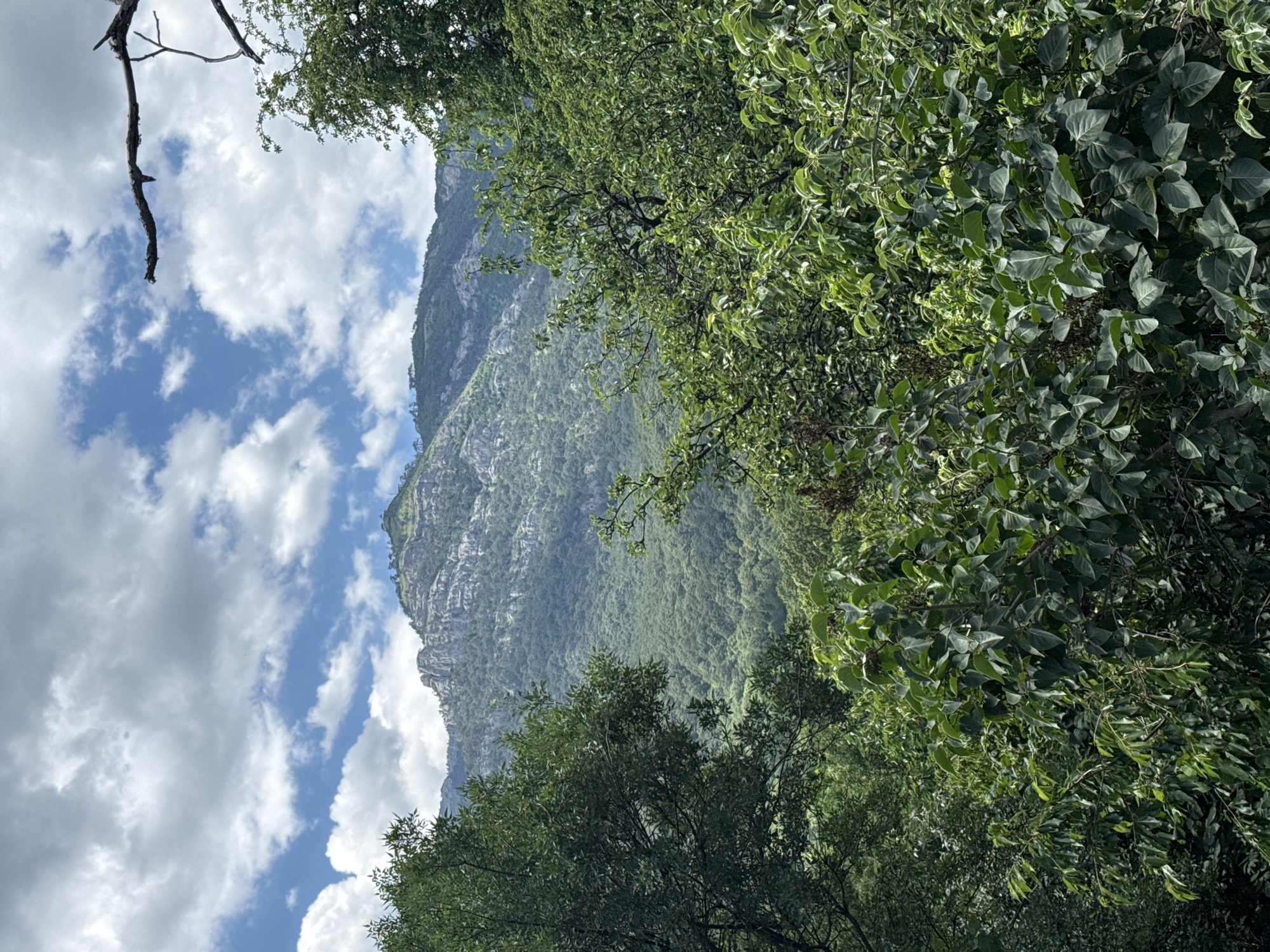 This image depicts a natural landscape dominated by a large, rocky mountain range in the background, covered in dense green foliage. In the foreground and midground, a thick canopy of various green trees and bushes obscures much of the view, with some branches and leaves extending into the frame. The sky above is partly cloudy, with white cumulus clouds against a blue sky. The scene appears to be a natural, undeveloped area, possibly a park or a hiking trail, located outside of the urban environment of Yalta, Ukraine. There are no people or man-made structures clearly visible in the image.