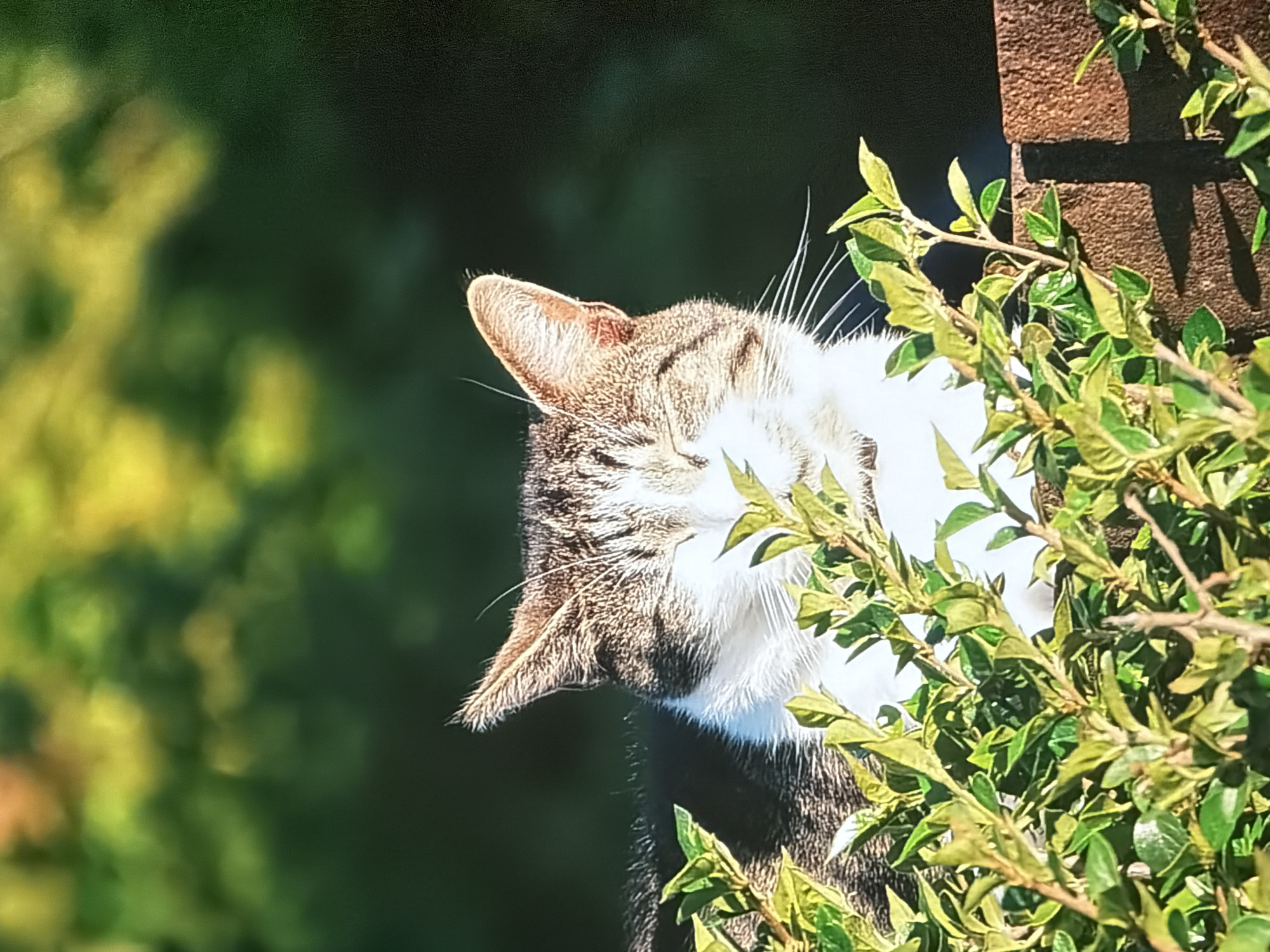 A close-up shot shows a tabby cat with its eyes closed, its face peeking through lush green foliage. The cat's fur is a mix of brown and white, with distinct stripes on its head and back. Its ears are perked up, and its whiskers are long and white. The cat is positioned in front of a dark, out-of-focus background, with hints of yellow and green suggesting sunlight filtering through leaves. In the foreground, green leaves and branches obscure the lower half of the cat. A brown, brick-like structure is visible behind the foliage, casting a shadow. The scene appears to be outdoors, possibly in a garden or yard, bathed in natural light.