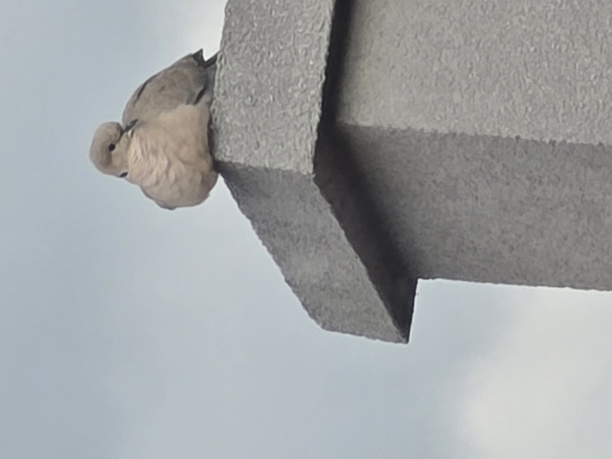 A mourning dove rests on the edge of a concrete structure, likely a building or monument. The dove is light brown with a small head tucked into its body, possibly sleeping. The concrete structure is gray and weathered. The background is a light blue-gray sky. The image doesn't provide enough information to specifically identify the location as Yagodovo, Bulgaria, or a particular monument or building.