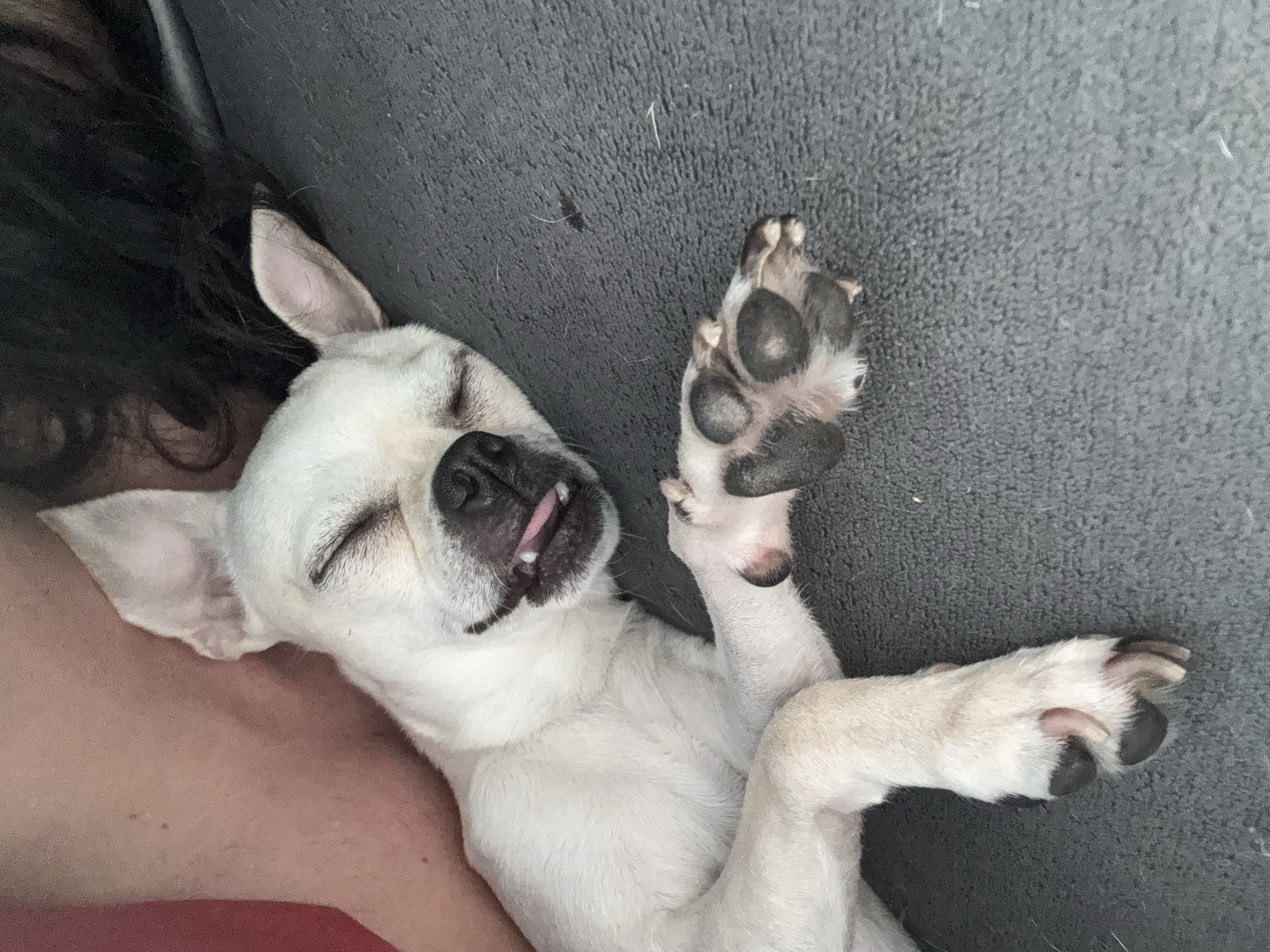 A close-up, angled shot depicts a small, white dog sleeping on what appears to be a grey upholstered surface. The dog is lying on its back with its eyes closed and tongue slightly protruding. One paw is extended upwards, revealing the dark-colored paw pads. Part of a person with dark hair and a red shirt is visible in the upper left and lower left of the frame, suggesting the dog is lying on or next to the person. The background is the grey upholstered surface. There is no indication of the location being Sofia, Bulgaria, in the image.