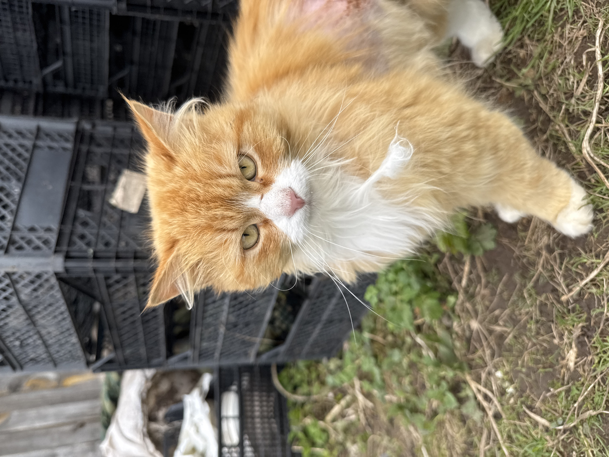 An eye-level, tilted, outdoor shot depicts an orange and white cat lying on dirt and grass near stacked black crates. The cat has a pink nose, long white whiskers, and green eyes. A portion of its fur on its back appears to be missing, revealing skin. The background consists of dirt, grass, and stacked black crates. The location is Раздолье, Russia.