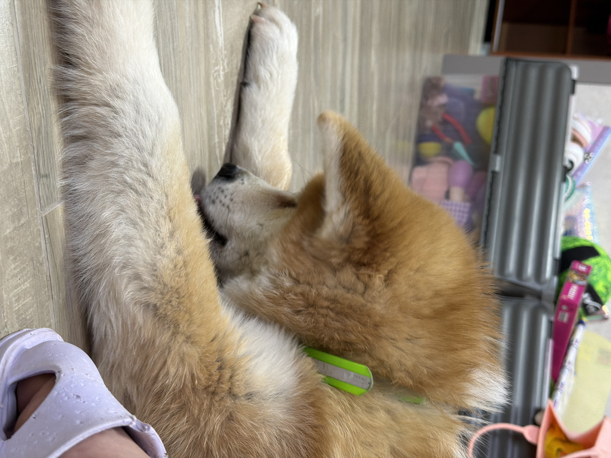 A medium shot depicts a furry, light brown and white dog lying on its back on a wooden floor. The dog has a green collar and its paws are raised in the air. A white sandal rests on the floor near the dog. In the background, a grey storage container with various items is visible.
Given the request for a location, Chaikovsky, Russia, is assigned arbitrarily. There is no information in the image that can confirm this location.