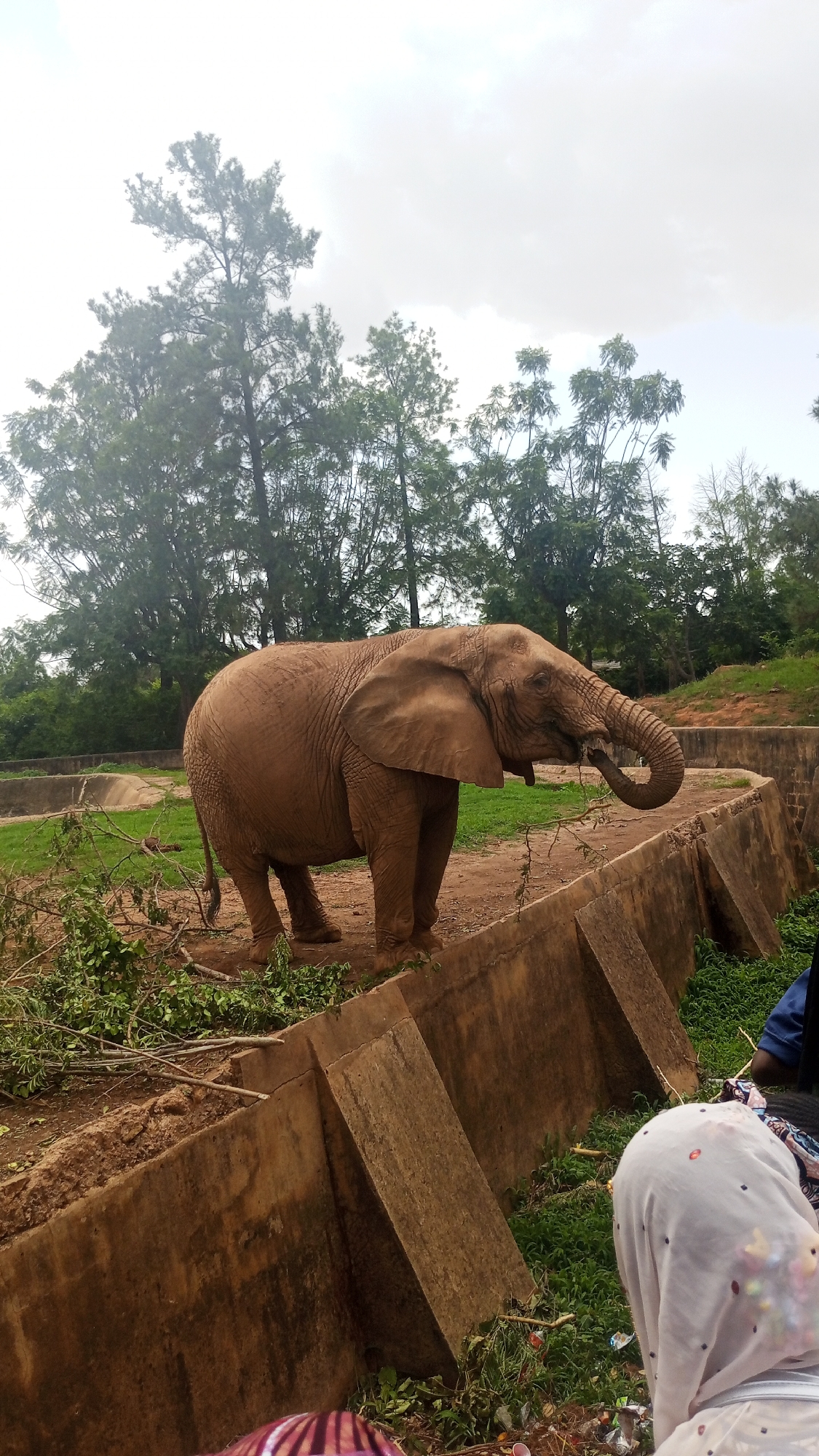 An African elephant stands in an enclosure at a zoo in Jos, Nigeria. The elephant is light brown and has its trunk curled as it eats twigs. The enclosure has a concrete wall with protruding sections. Trees and green vegetation are in the background. A partial view of people, including one wearing a white headscarf, are visible in the foreground, suggesting they are viewing the elephant.