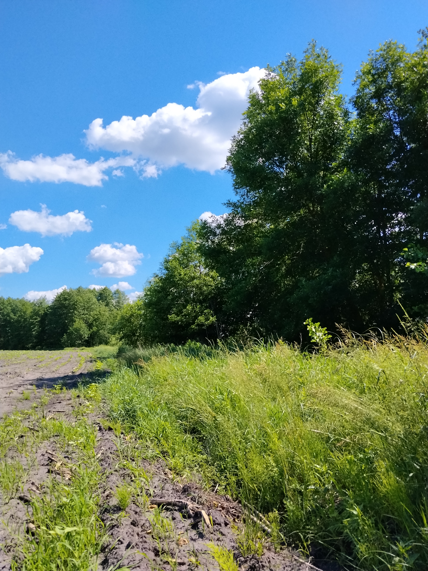The image depicts a rural landscape in Matyashivka, Ukraine, under a bright blue sky dotted with fluffy white clouds. In the foreground, a field of dark soil shows rows of young green sprouts, indicating a recently planted crop. To the right, a dense line of tall, green grass and weeds borders the field, with some taller plants reaching towards the sky. Behind the grassy area, a line of lush green trees forms a dense forest that stretches across the middle ground. The trees are varied in height and foliage density, with some appearing to be mature oaks. The overall scene conveys a sense of natural growth and agricultural activity on a sunny day.