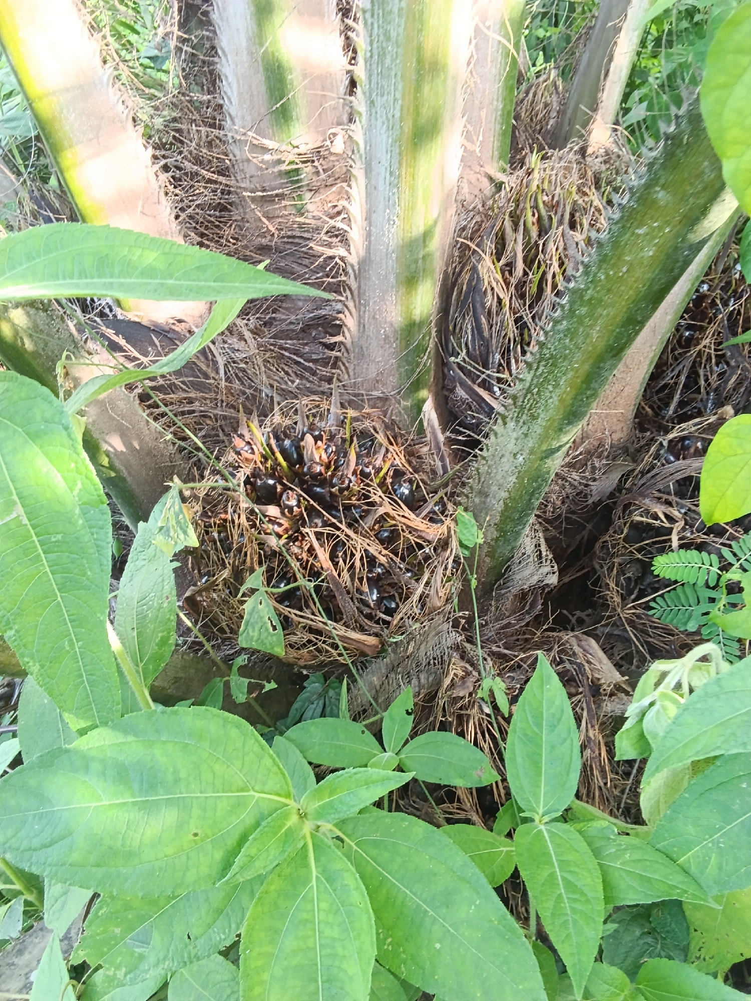 The image shows a close-up view of the base of a palm tree with a cluster of oil palm fruit. The fruit are dark brown and clustered together amidst brown, fibrous material, likely dried fronds or husk. Several green leaves, some broad and ovate and others more elongated and serrated, surround the base of the tree. The trunk of the palm tree is visible, appearing rough and fibrous. The overall environment is natural, with hints of foliage and possibly soil visible in the background. The lighting suggests it is daytime, with some dappled sunlight. There are no people or animals present in the image.