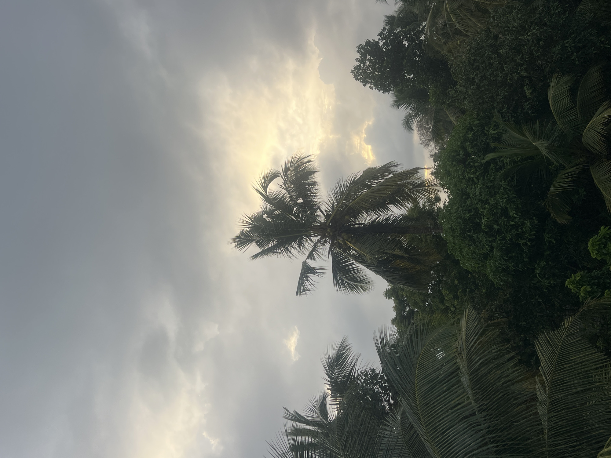 The image captures a tropical sky scene above dense foliage, likely taken from an elevated viewpoint in Galle, Sri Lanka. The sky is overcast with thick, gray clouds, but a bright, yellowish light is breaking through them in the upper center of the frame, suggesting either sunrise or sunset. A prominent palm tree with its fronds silhouetted against the light stands in the middle ground. The foreground is dominated by the dark green leaves of more palm trees and other dense, lush vegetation, indicating a tropical environment. The overall impression is one of a humid, possibly pre-rainy or post-rainy atmosphere. There are no people or animals visible in the image.