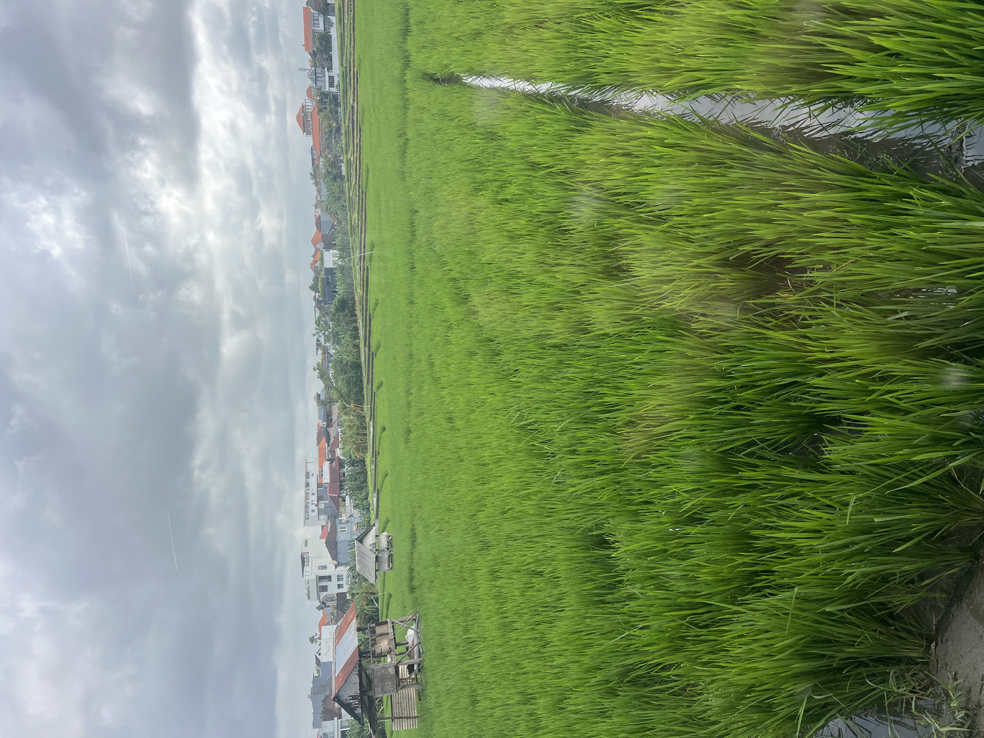 The image depicts a lush, green rice paddy field under a cloudy sky. In the foreground, the vibrant green rice stalks are densely packed, with water visible in irrigation channels. There are at least two small, rustic huts, one larger and more complex with a thatched roof and wooden walls, and another smaller one further back. In the middle ground and background, a cluster of buildings, appearing to be houses and possibly some commercial structures, line the edge of the rice fields, suggesting a rural or semi-urban setting. The architecture of the buildings includes red-tiled roofs and modern designs, indicating a blend of traditional and contemporary styles. The sky is overcast with dramatic cloud formations, and a faint contrail from an aircraft is visible. The scene appears to be located in North Kuta, Indonesia, a region known for its scenic rice terraces and agricultural landscapes juxtaposed with developing urban areas. There are no people visible in the image.