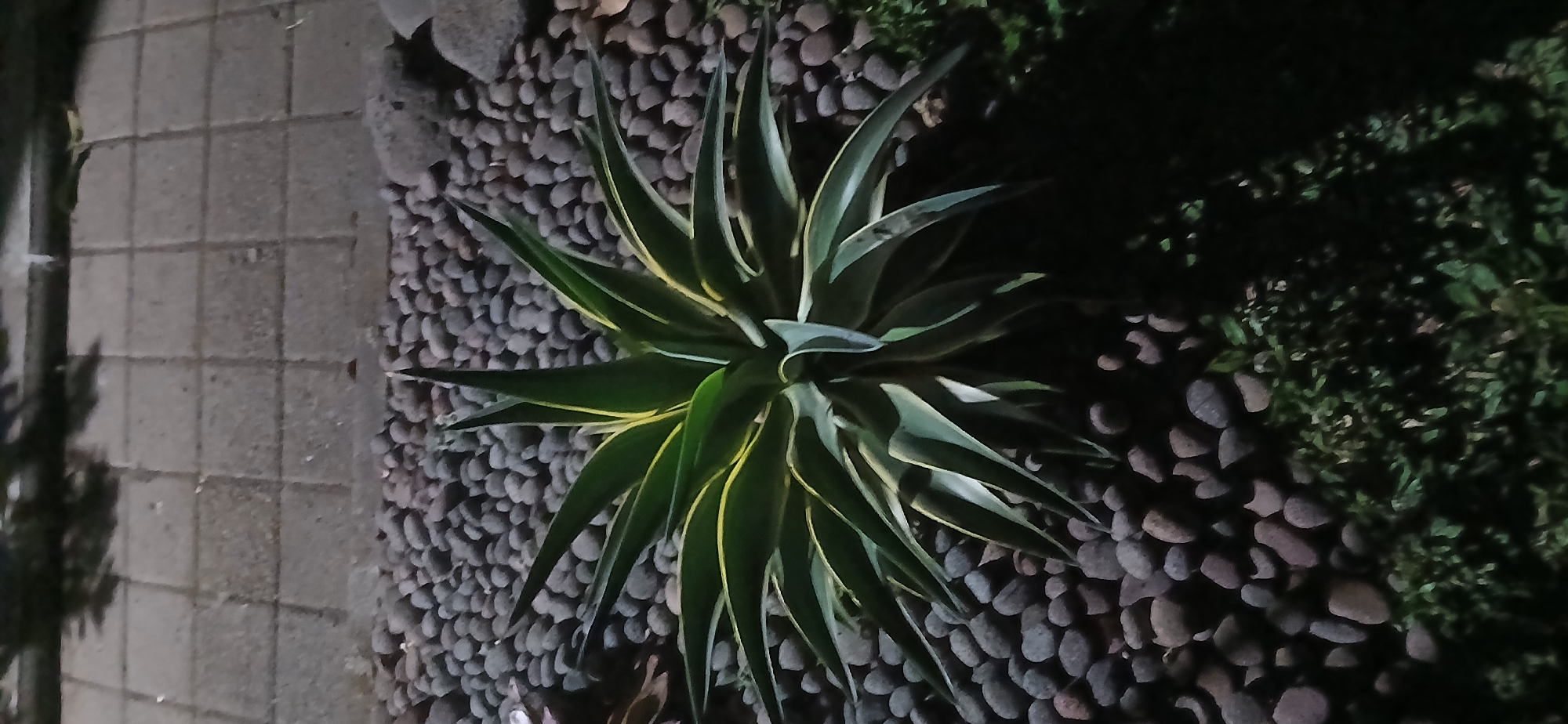 A single Agave plant with variegated green and yellow leaves is centered in the foreground of the image. It is surrounded by dark, smooth river stones, with some patches of green grass visible in the lower right corner. In the background, a paved walkway made of grey square tiles is visible, with the dappled shadow of foliage cast upon it. The scene appears to be outdoors, possibly in a garden or park. The lighting suggests it is nighttime or a heavily shaded area.
