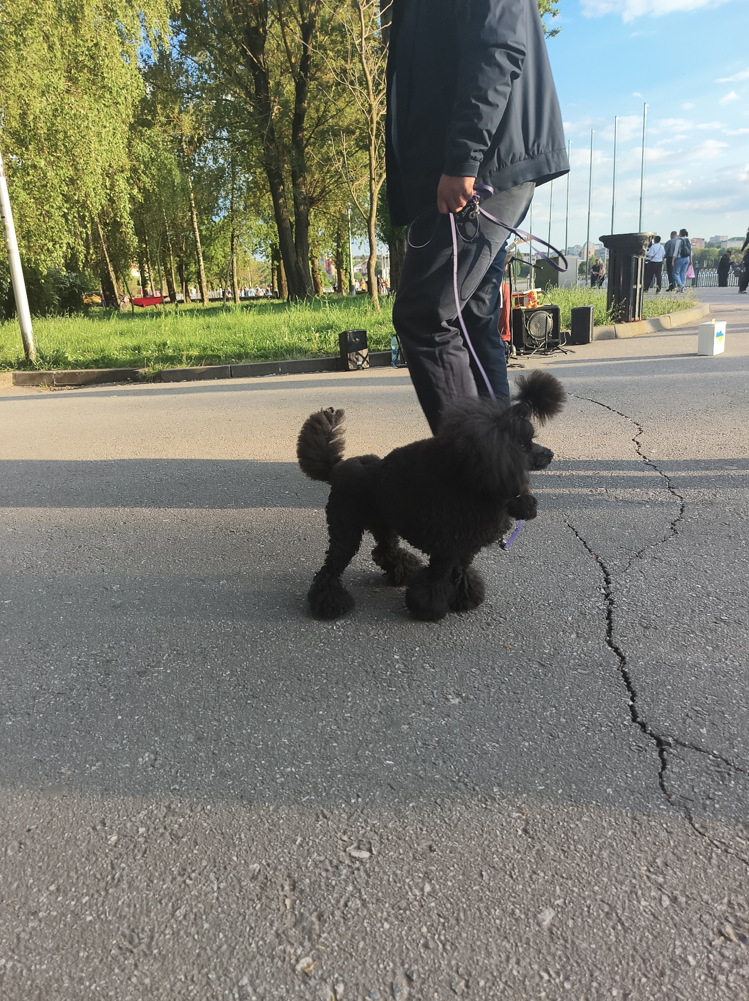 A person in dark clothing walks a black poodle on a leash along a cracked asphalt surface. In the background, a park area includes green grass, trees, and a distant view of a crowd of people by a body of water. The scene is outdoors, possibly in Ternopil, Ukraine. Several speakers and other musical equipment are visible behind the person.