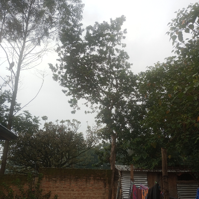 The scene depicts an outdoor environment in Mahiakalo ward, Kenya, under an overcast, light grey sky. The upper and central portions of the image are dominated by dense green foliage from various trees. On the far left, a tall, slender tree with sparse branches and minimal leaves extends upwards, with a dark-furred primate clinging to one of its bare branches. To its right, a large, dense tree with full green foliage occupies the center-right of the frame.
In the lower mid-ground, a weathered, reddish-brown brick or block wall runs horizontally. Behind this wall on the right, multiple rudimentary structures constructed from corrugated metal sheets for walls and roofs are visible, supported by wooden posts. Clothes are hung to dry on a line or fence adjacent to these corrugated structures, displaying various patterned and dark garments. A small section of a corrugated metal roof is partially visible in the lower-left corner of the image. No human subjects are present.