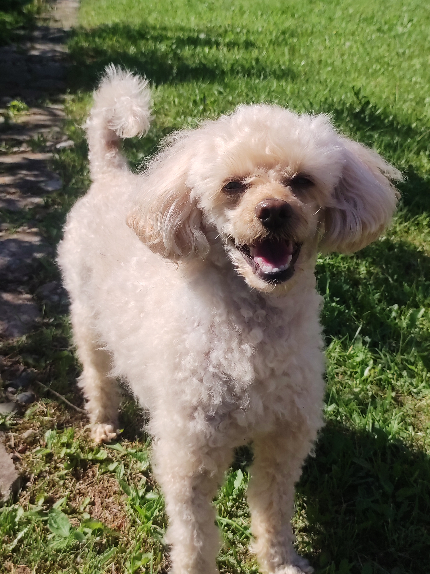 An adult, cream-colored poodle is standing in a grassy yard. The dog is facing the camera with its mouth open and tongue visible. The dog's tail is curled over its back. The background consists of green grass and some dappled sunlight. The scene is outdoors in a residential area. There is no information about the location within the city of Фоки, Russia.