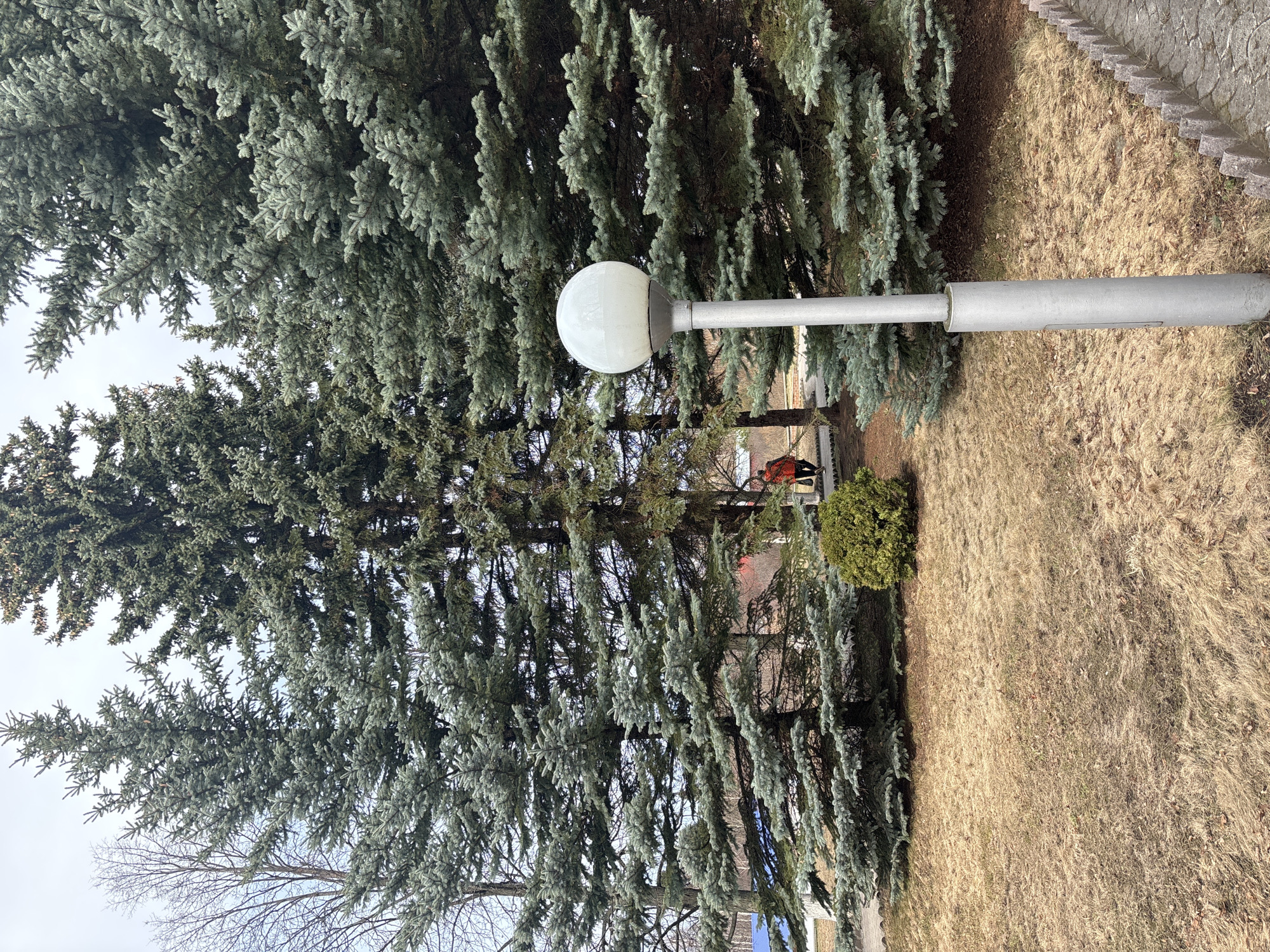 The image shows a park-like setting in Chaikovsky, Russia. Dominating the left side are evergreen trees with blue-green needles, their branches reaching towards a gray sky. Positioned near the trees is a silver lamppost with a spherical white lamp. The ground is covered in dry, tan grass. A small evergreen shrub is visible beside the lamppost. In the background, indistinct shapes and colors suggest buildings and people. Specifically, an individual wearing an orange jacket. A paved area with a curb is on the right of the image.