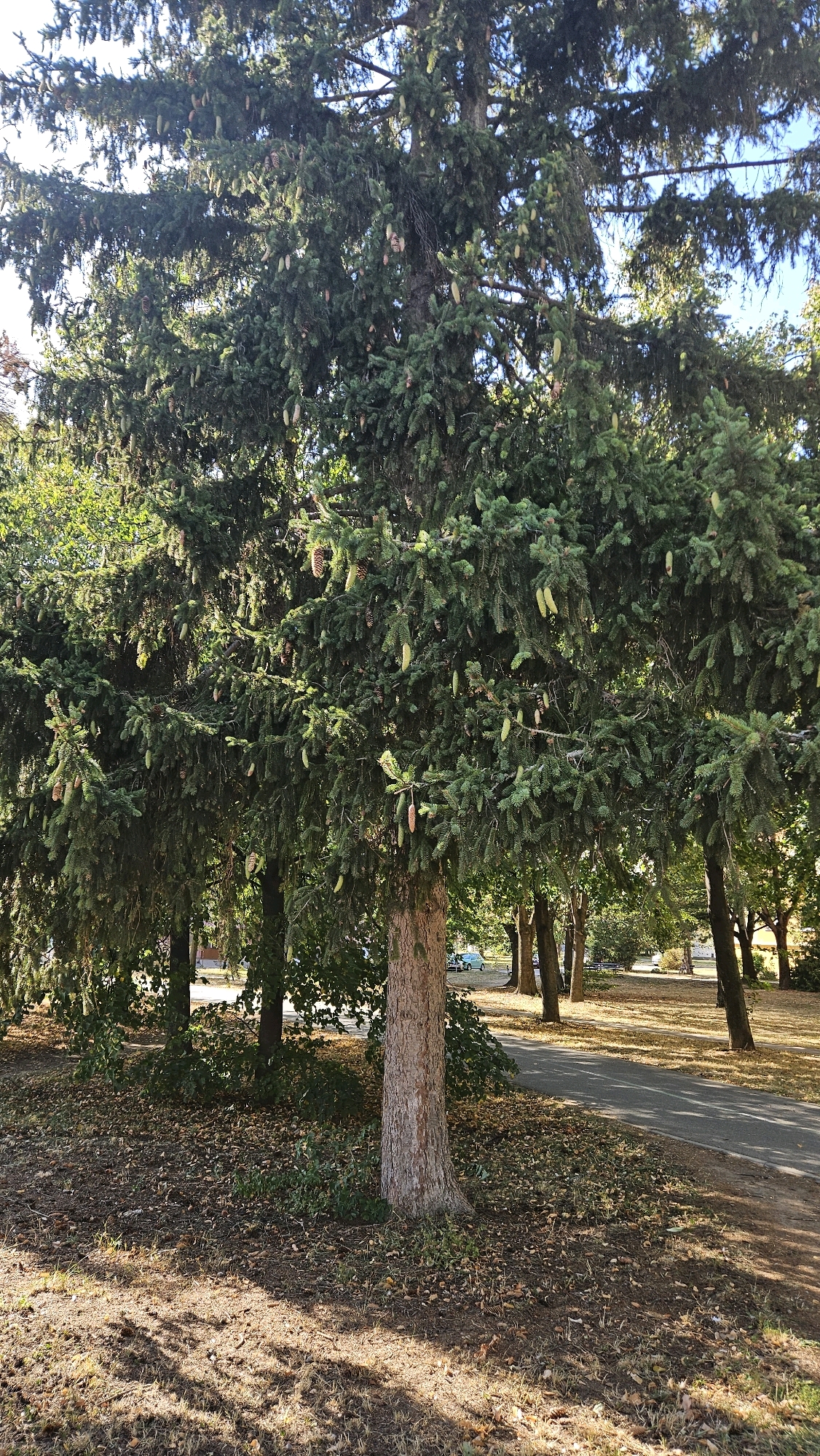 An upright, full-shot, eye-level, natural light photograph captures a large coniferous tree heavily laden with cones. The tree occupies the central foreground, with its thick, rough-barked trunk clearly visible. Its branches, draped with dense green needles, extend outwards, partially obscuring a paved walkway that curves to the right of the frame. The ground beneath the tree is covered with dry leaves and scattered pine cones, dappled with sunlight and shadow patterns cast by the foliage. Behind this central tree, other trees with thinner trunks and leafy canopies are visible, forming a backdrop. In the background, a hint of a park or urban setting is suggested by more trees, a faint indication of buildings or houses, and a car parked on the left side of the walkway. The overall scene evokes a sense of a park or a green space within a city. This image was taken in the city of Prešov, Slovakia.