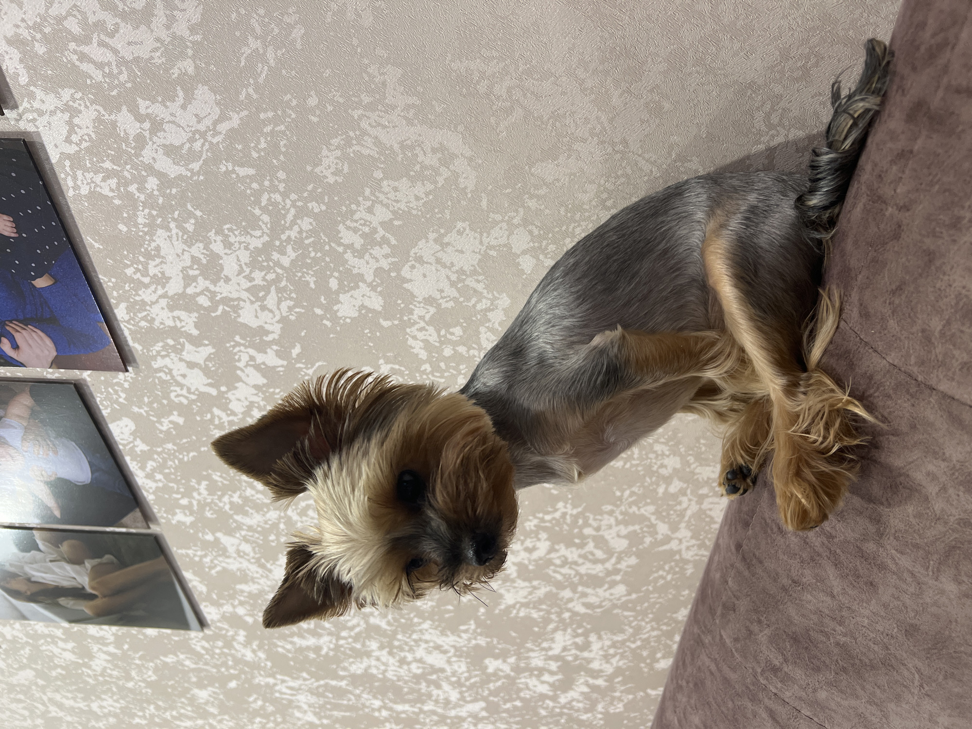 A tan and grey Yorkshire Terrier is perched on the edge of a mauve-colored sofa. The dog faces downward, towards the viewer. Behind the dog, on a textured, cream-colored wall, are three framed photographs. The location is the city of Chaikovsky, Russia.