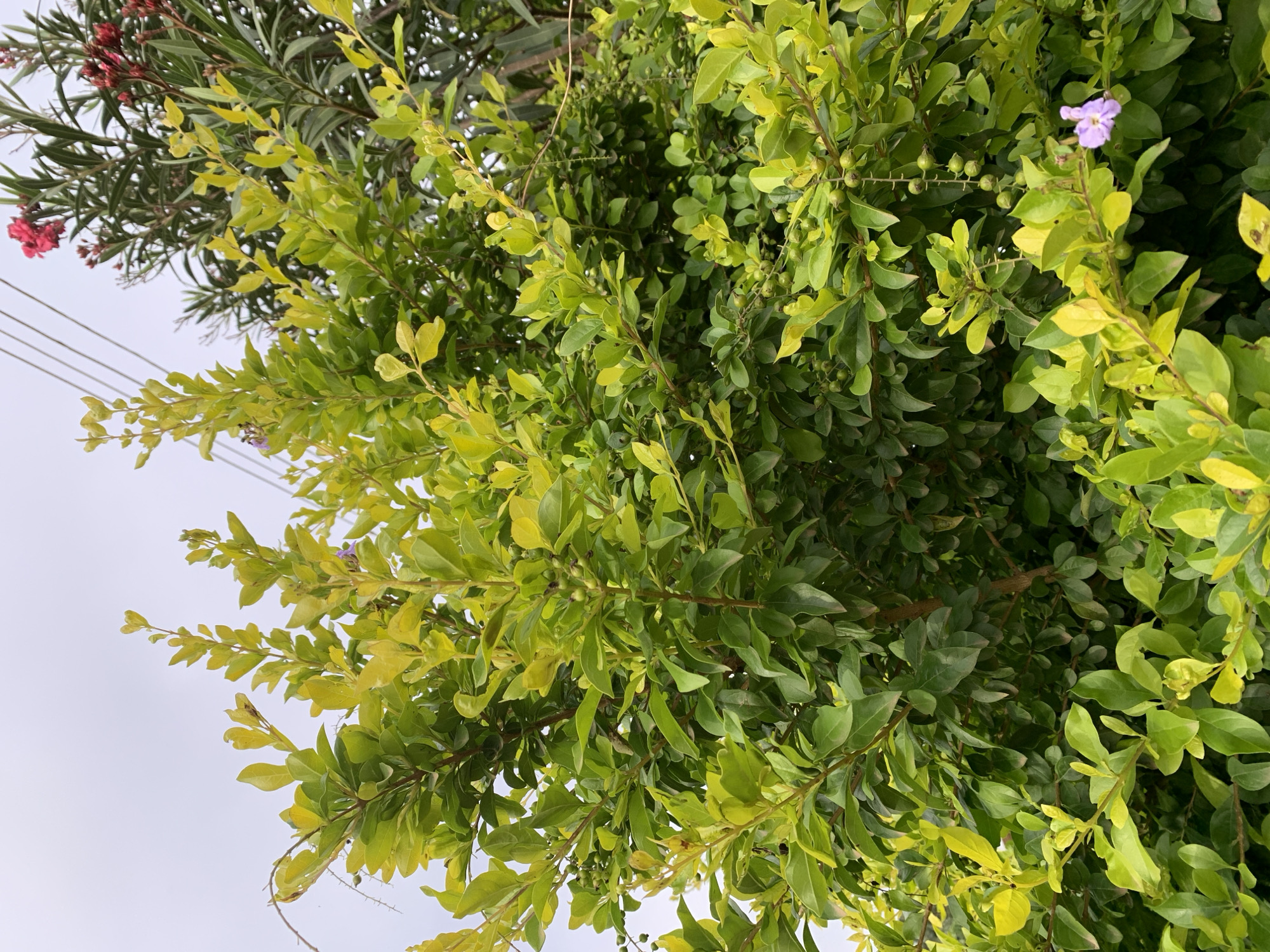 This is a close-up, top-down shot of lush green foliage, likely a tree or shrub, with some branches reaching towards a cloudy sky. The leaves are predominantly a vibrant green, with some exhibiting a lighter, yellowish hue, suggesting the presence of new growth or varying light conditions. Scattered throughout the foliage are small, round, green berries. In the upper right quadrant, a delicate, pale purple flower with five petals is visible, adding a subtle touch of color to the scene. To the left, partially obscured by the main foliage, are branches with slender, darker green leaves and small clusters of pink flowers. A few thin electrical wires are also visible in the upper left portion of the image, running horizontally against the pale sky. The lighting suggests it is daytime, possibly overcast given the muted brightness of the sky. The overall impression is of a healthy, growing plant in an outdoor setting, with the presence of wires hinting at a populated or urbanized environment. The context provided places this scene in Kuru Karama, Nigeria.