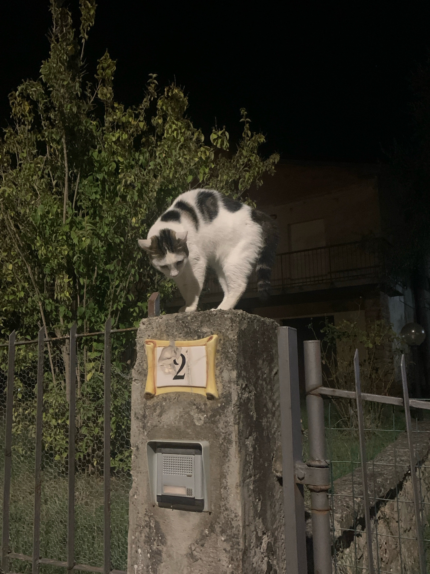 A black and white cat with dark markings stands on a concrete pillar at night, its body arched and head lowered, suggesting alertness or caution. The pillar is adorned with a ceramic house number "2" in a yellow frame, and a grey intercom system below. Behind the cat, a dense green bush is visible, and further back, a building with a balcony and railing can be seen. A metal fence with mesh is to the left of the pillar, and to the right, another section of fence with vertical bars and a circular light fixture are present. The scene is illuminated by artificial light, casting shadows and highlighting the textures of the pillar and the cat's fur. The image appears to be taken in a residential area.