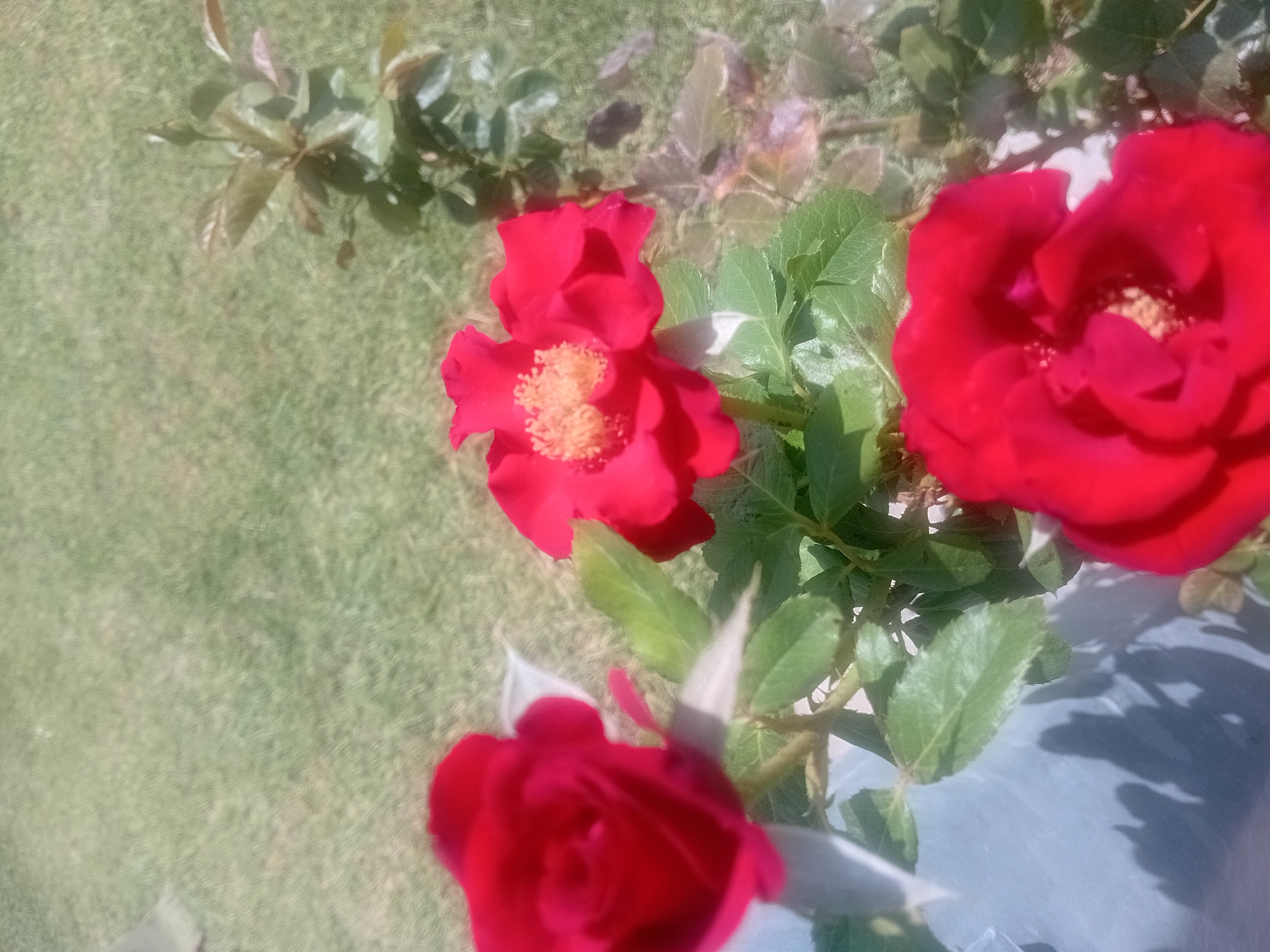 A close-up, slightly blurry, medium-angle shot shows three red roses in bloom, with green leaves and stems, against a backdrop of green grass. The roses are positioned in the foreground and mid-ground, with one rose on the left, one in the center, and one in the lower right corner of the frame. The rose in the center is partially open, revealing its stamen. The rose in the lower right is fully open, also showing its stamen. The rose on the left is a closed bud. The lighting suggests it is daytime, with shadows cast on the ground. The scene appears to be outdoors, in a garden or park. The location is identified as Onikişubat, Turkey. No people are visible in the image.