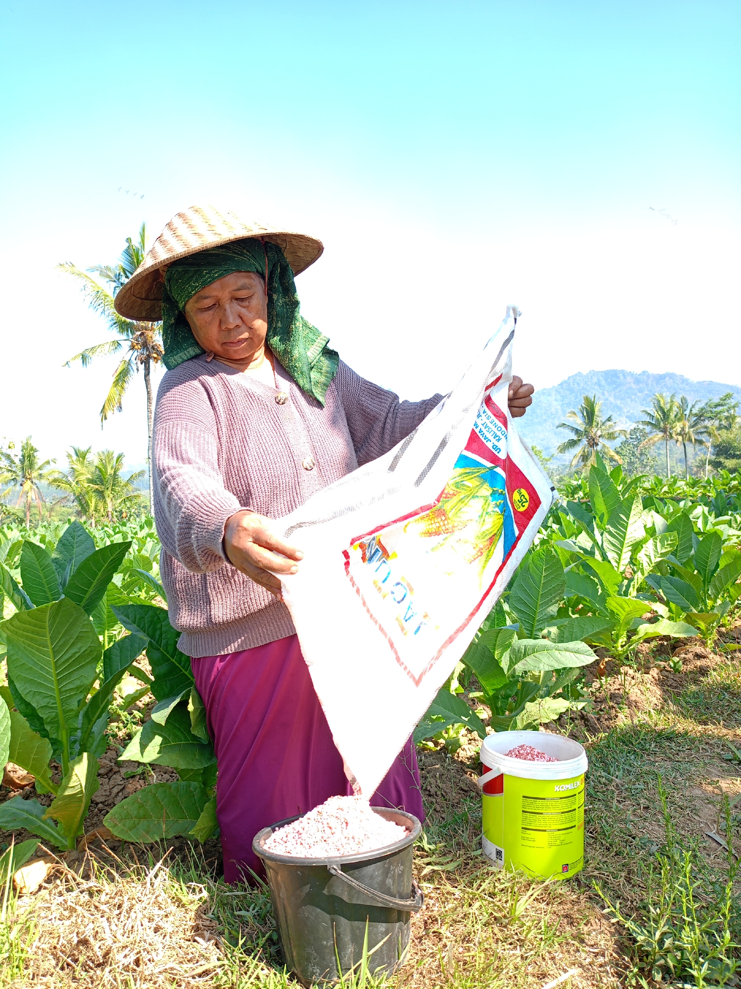 In Panduman, Indonesia, a middle-aged woman wearing a conical straw hat and a green headscarf, stands in a field of large, green leafy plants, likely tobacco. She is dressed in a purple cardigan and a matching maroon skirt. The woman is pouring pink granular fertilizer from a large white sack, labeled with colorful graphics including corn and text in Indonesian, into a black bucket situated at her feet. Another yellow bucket containing similar pink granules is visible to her right. In the background, rows of similar plants stretch towards a gently sloping, verdant hillside dotted with palm trees under a clear blue sky. The scene captures a moment of agricultural labor in a rural Indonesian setting.