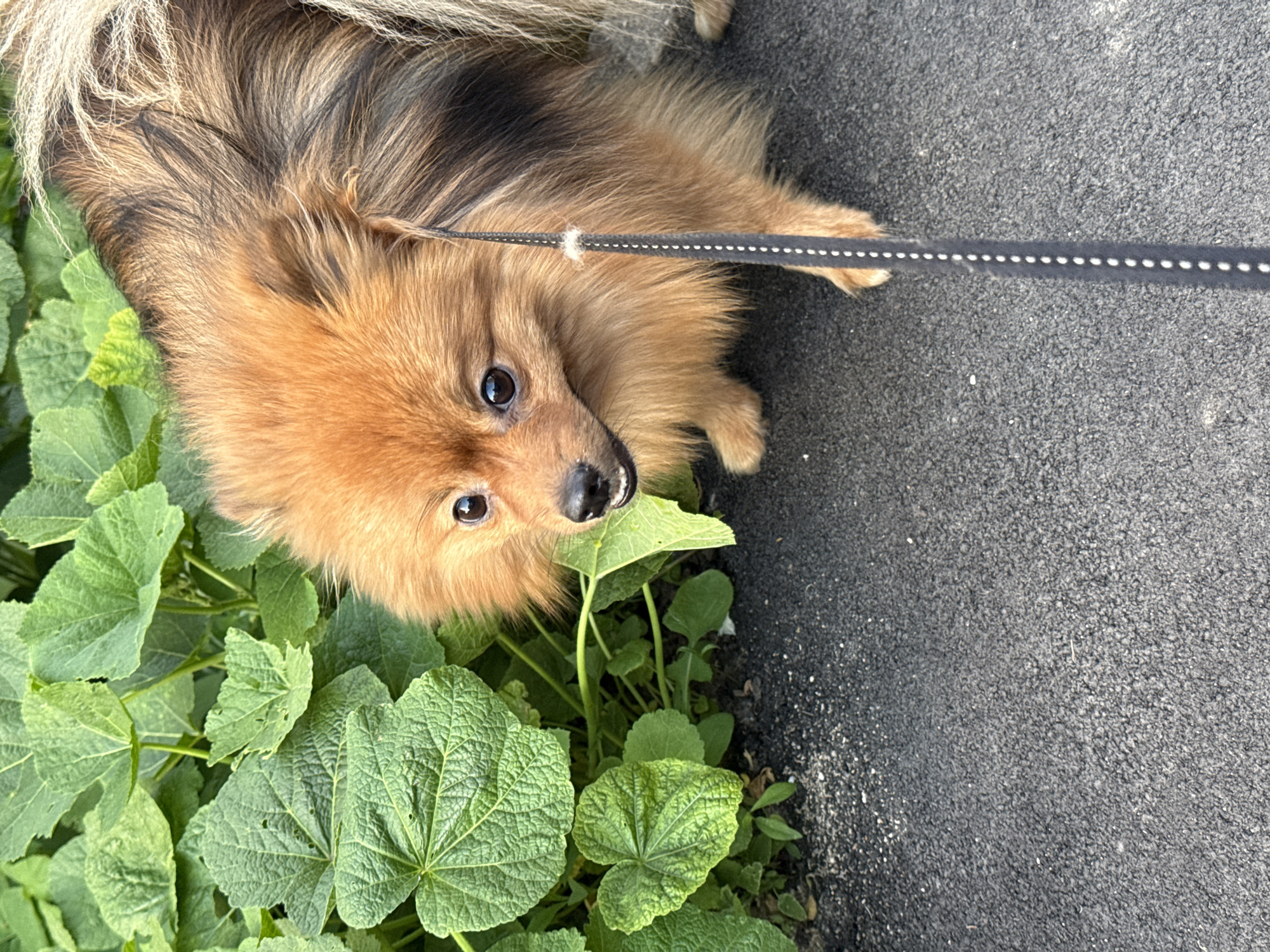 A small, fluffy dog, likely a Pomeranian, with brown and black fur and lighter highlights, is the central subject of the image. The dog is positioned near a patch of vibrant green plants with large, lobed leaves, occupying the left side of the frame. To the right, a dark gray, textured asphalt or pavement surface is visible.
The dog is looking directly up towards the camera with dark, curious eyes, with its nose and a hint of its teeth visible. A dark leash with white dotted markings extends across the frame from the dog's neck or harness, showing slight fraying at one point. The bright, clear lighting suggests it is daytime, possibly morning or late afternoon. No specific activities beyond the dog being on a leash and looking at the camera are depicted. There is no visible text in the image. The location context provided is Moscow, Russia.