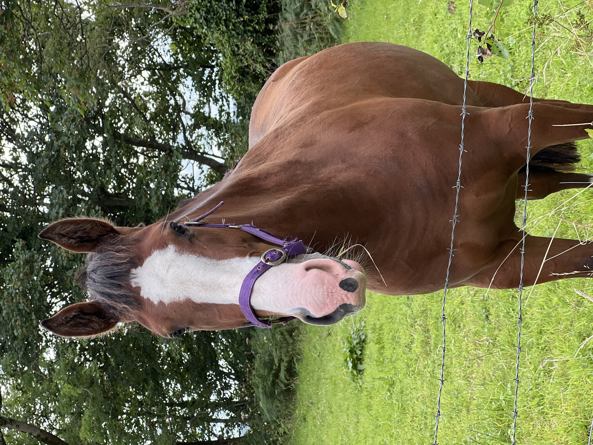 An eye-level, medium shot captures a brown horse with a white blaze on its face and a purple halter. The horse is positioned in a grassy field with a barbed wire fence in the foreground. Behind the horse, a line of trees forms the background, with foliage characteristic of a rural or semi-rural environment. The lighting suggests an overcast day. There is no indication of the city of Mountcharles, Ireland, within the image.