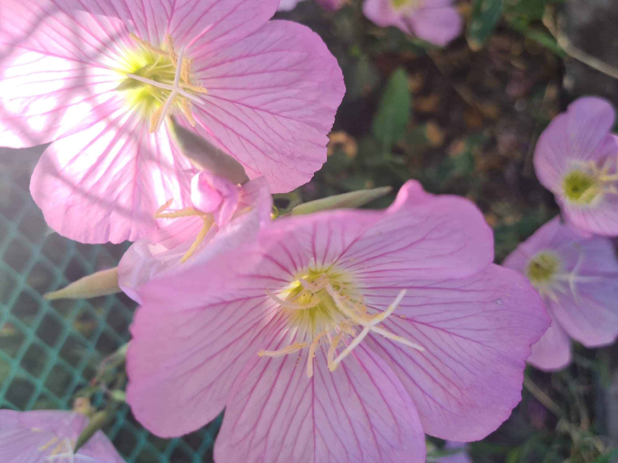 This is a close-up, overhead shot of several pink flowers. The flowers have delicate, thin petals with prominent, darker pink veins. The center of each flower is a bright yellow-green with thin, white stamens. The flowers are clustered together, with some in sharp focus and others slightly blurred, suggesting a shallow depth of field. In the background, a blurred green mesh fence is visible, and the ground appears to be covered in dark soil and some green foliage. The lighting suggests it is daytime, possibly late afternoon, with sunlight filtering through the petals and casting faint shadows.