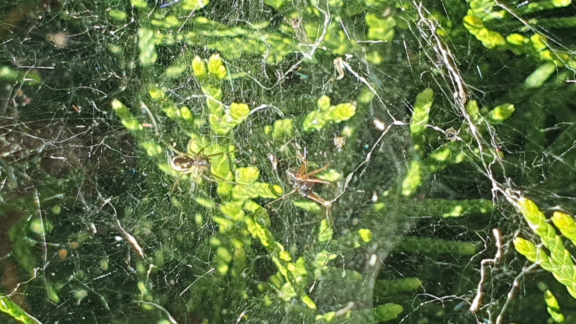 The image shows two spiders on a web amongst green foliage. The upper spider is lighter in color with a distinct body shape and visible legs. The lower spider is darker and appears to be in a different posture, also with visible legs. The web is intricate and stretches across the greenery, catching light in places. The background is a blur of dark green, suggesting a natural outdoor environment. There is no information available to determine the location in the city of Ust-Labinsk, Russia.