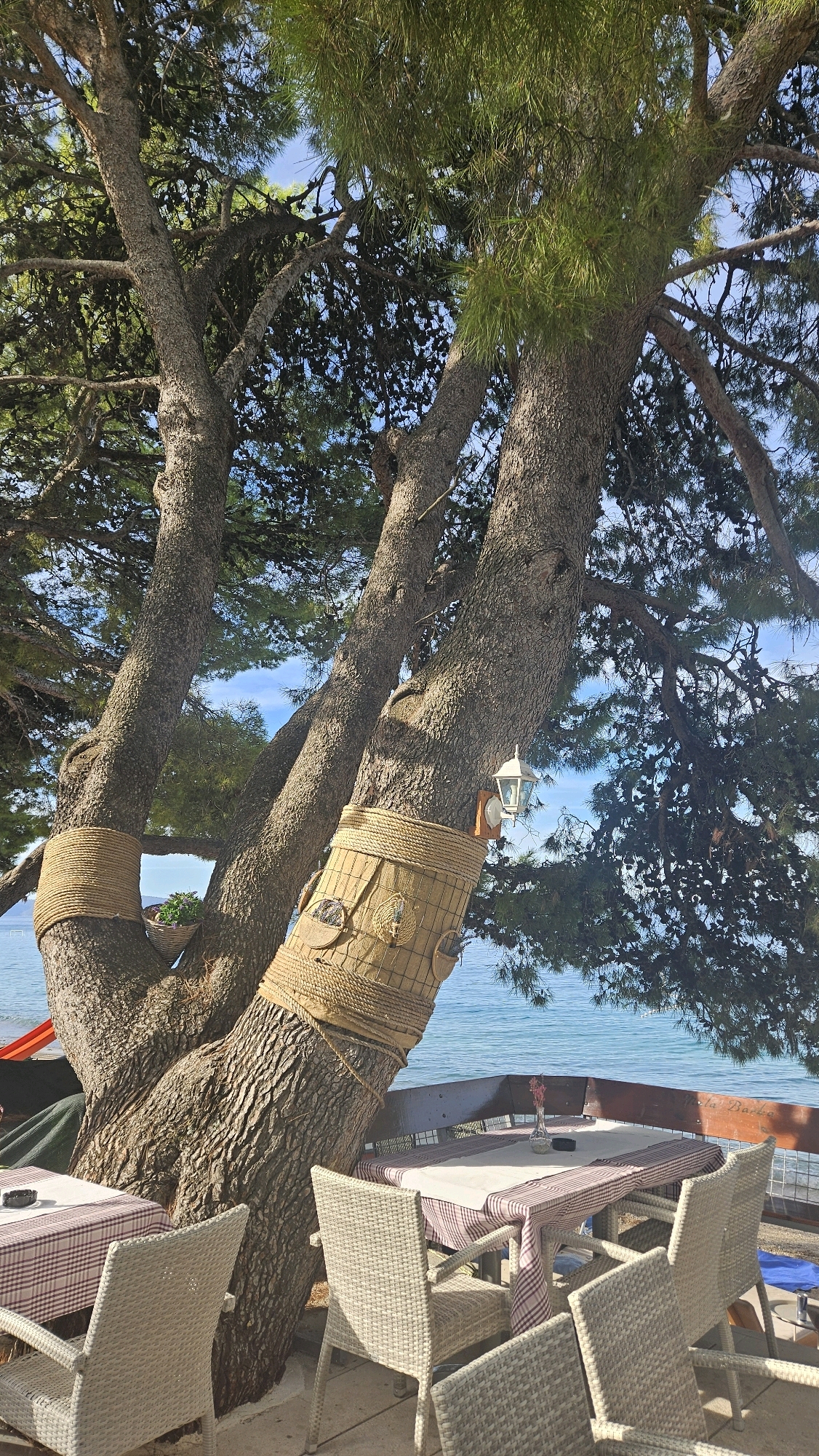 The image depicts an outdoor seating area at a restaurant overlooking the Adriatic Sea in Općina Tučepi, Croatia. A large, mature pine tree with thick, gnarled trunks dominates the foreground, with its branches providing shade over several tables and chairs. The tree trunks are decorated with thick rope bindings, and one trunk has a rustic basket-like structure adorned with decorative elements and a hanging lantern.
Several tables are set with checkered tablecloths and chairs, suggesting a dining or cafe environment. The tables are empty, indicating that no patrons are currently present. In the background, the calm blue water of the Adriatic Sea is visible, meeting the horizon under a clear sky. The setting appears to be a serene, seaside establishment.