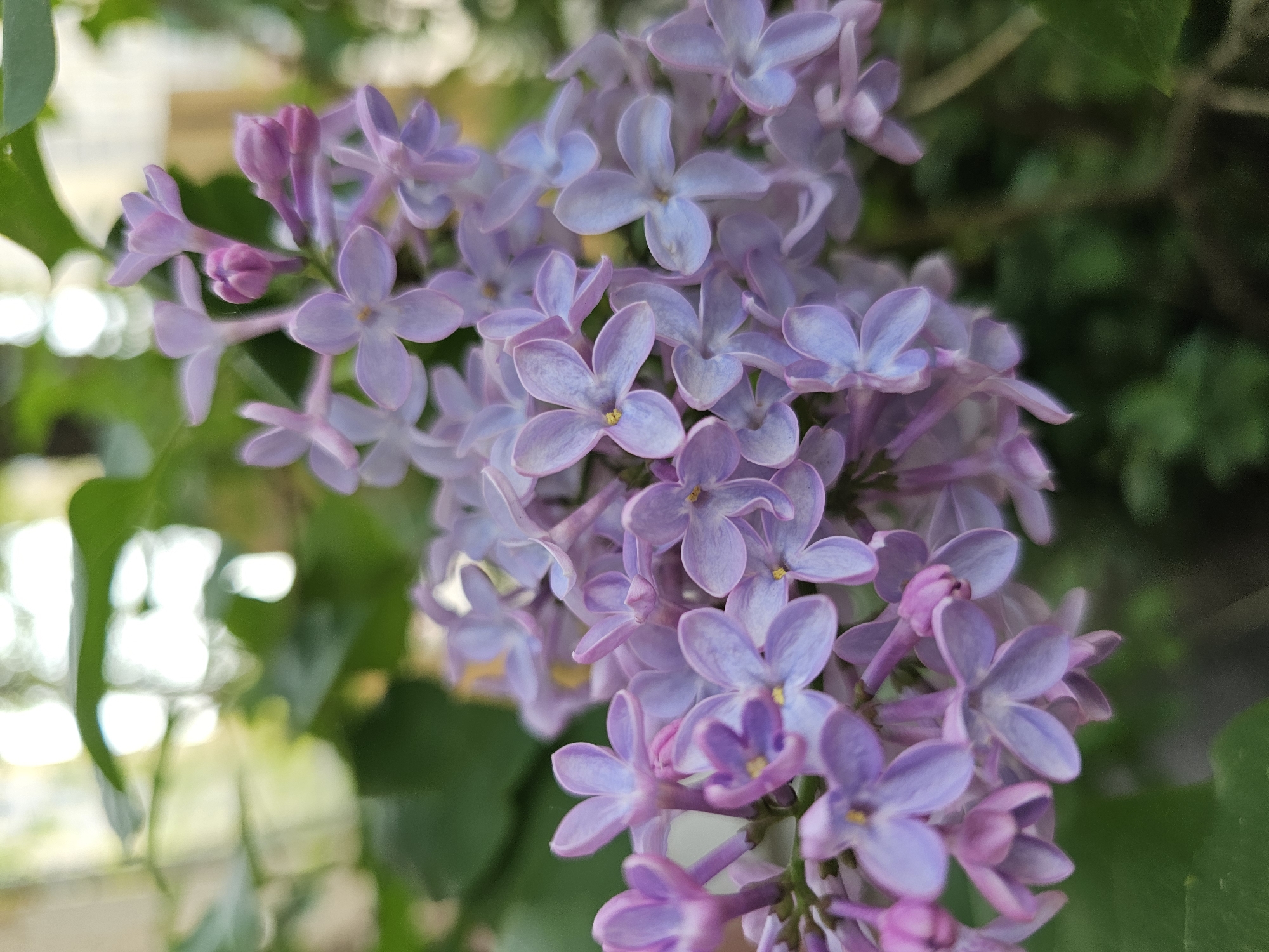 The image shows a close-up of a cluster of light purple lilac flowers in bloom. The flowers are densely packed together, with varying shades of purple and visible yellow centers. In the background, there is blurred greenery, suggesting the flowers are part of a larger bush or tree. The location, Khimki, Russia, is mentioned for context but does not directly influence the visual content of the image itself. No people are visible.