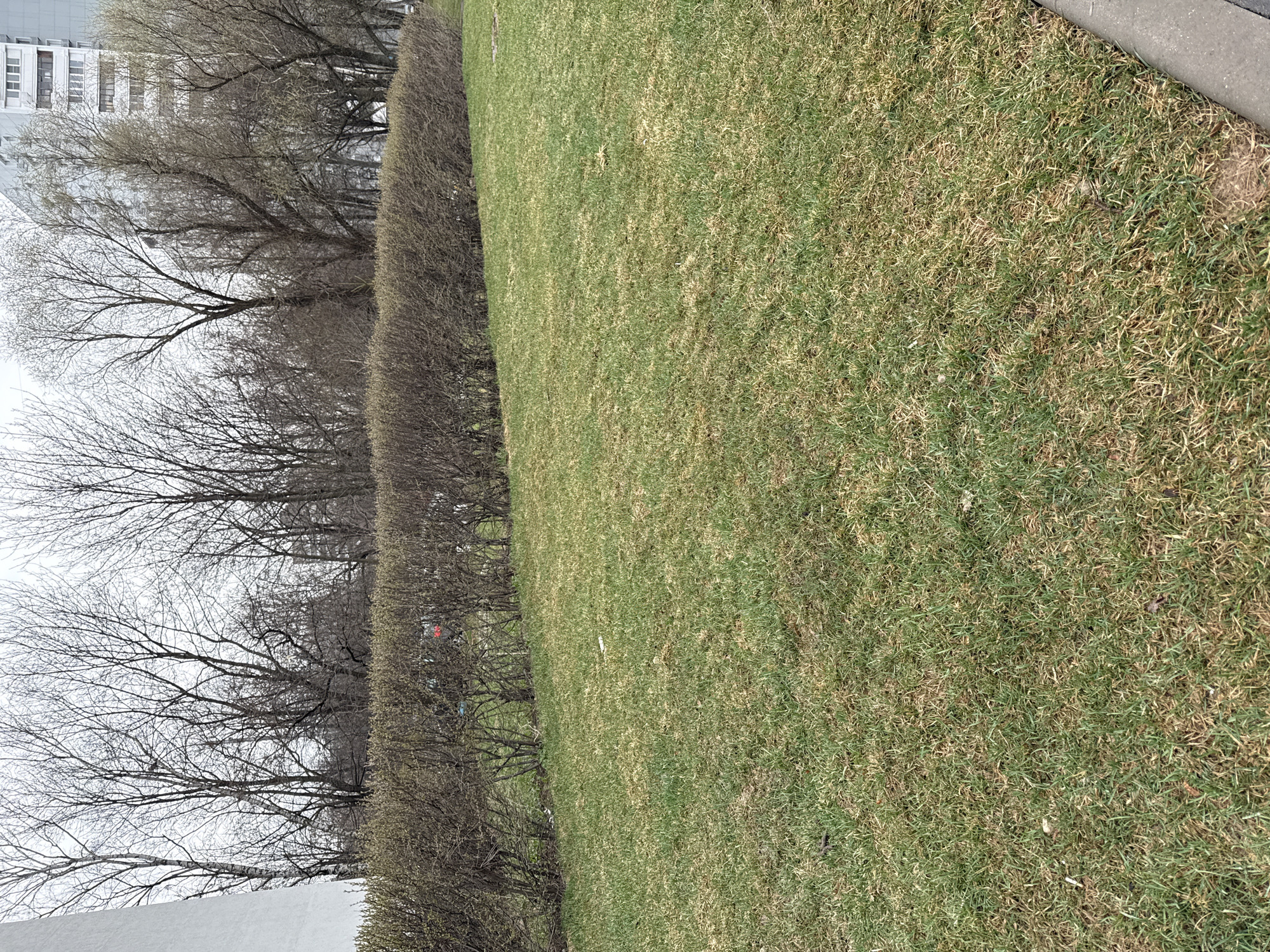 The image depicts a lawn in Moscow, Russia, bordered by a trimmed hedge and a row of bare trees. A tall building is partially visible in the background. The lawn is predominantly green with patches of brown, suggesting early spring. The hedge is dense and neatly trimmed, separating the lawn from the row of trees. The trees are devoid of leaves, indicating the season. The sky is overcast. A gray concrete structure is visible on the lower left.