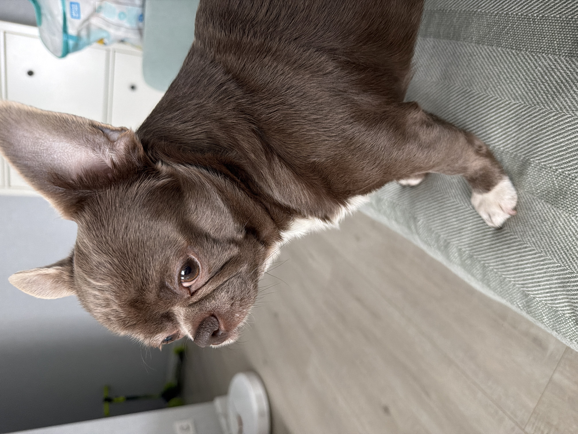 A close-up, slightly rotated image shows a brown Chihuahua-like dog lying on a grey herringbone-patterned sofa or cushion. The dog has short, smooth fur and white markings on its chest and paws. Its ears are large and pointed. The dog's left eye is visible. The background includes a white cabinet and a light-colored wooden floor. A green object and a white cylindrical object are partially visible in the bottom left corner. There is no indication of location within Votkinsk, Russia.